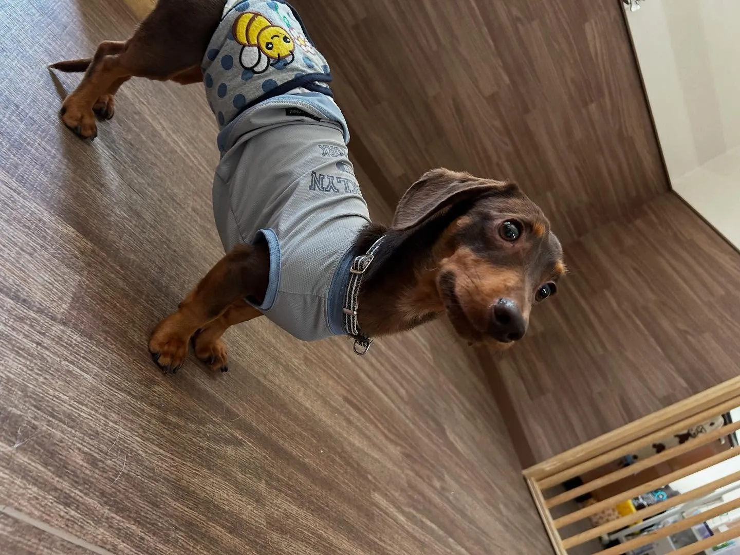 入会してくれたチャイくんです🎶