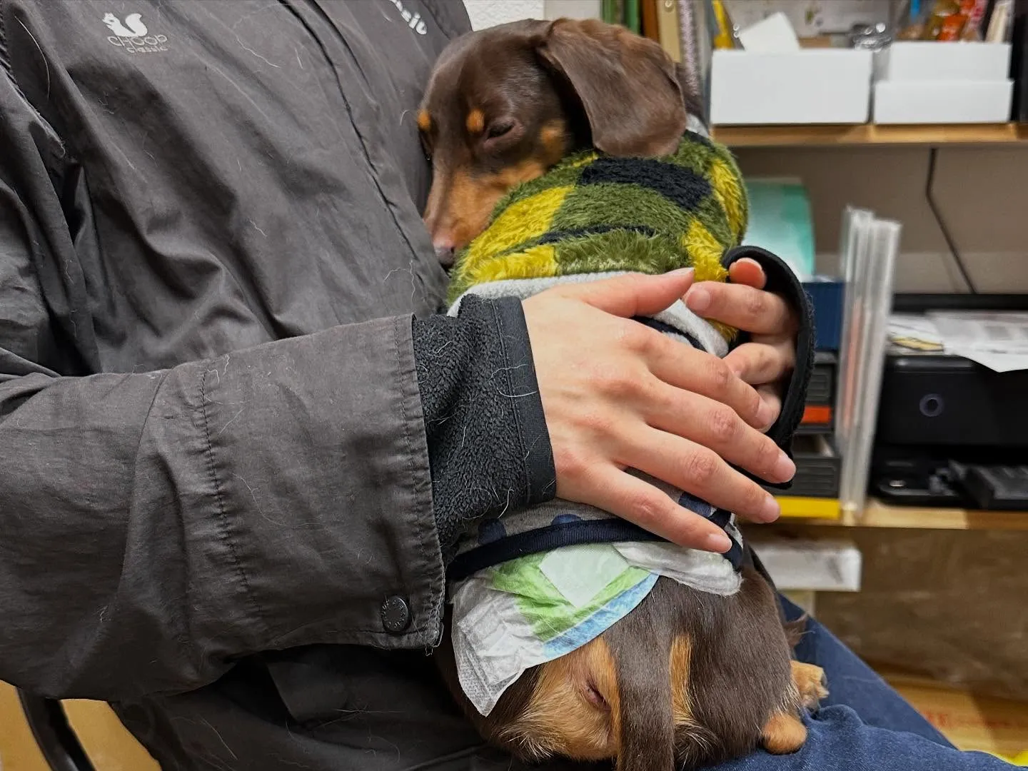 入会してくれたチャイくんです🎶