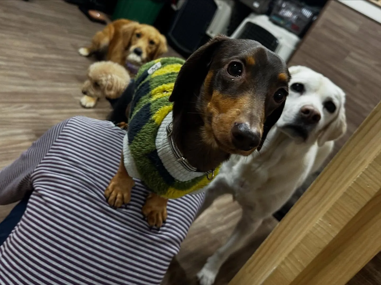 入会してくれたチャイくんです🎶