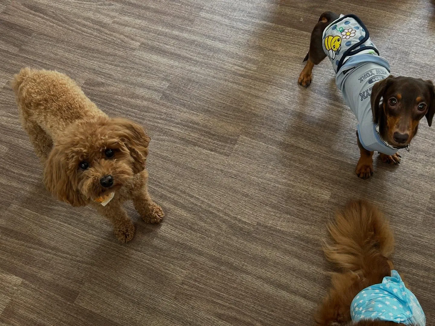 入会してくれたチャイくんです🎶