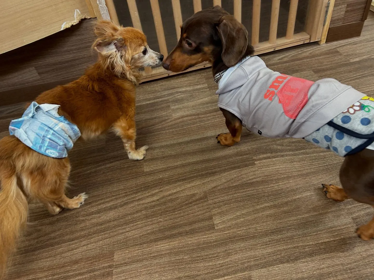 入会してくれたチャイくんです🎶