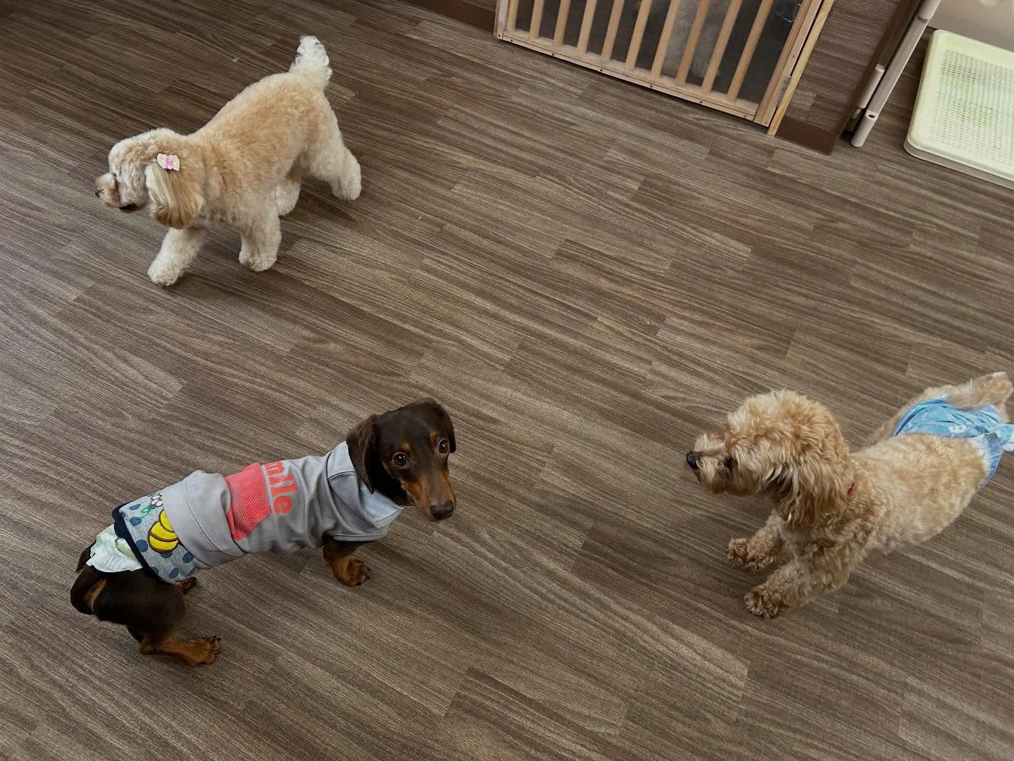 入会してくれたチャイくんです🎶