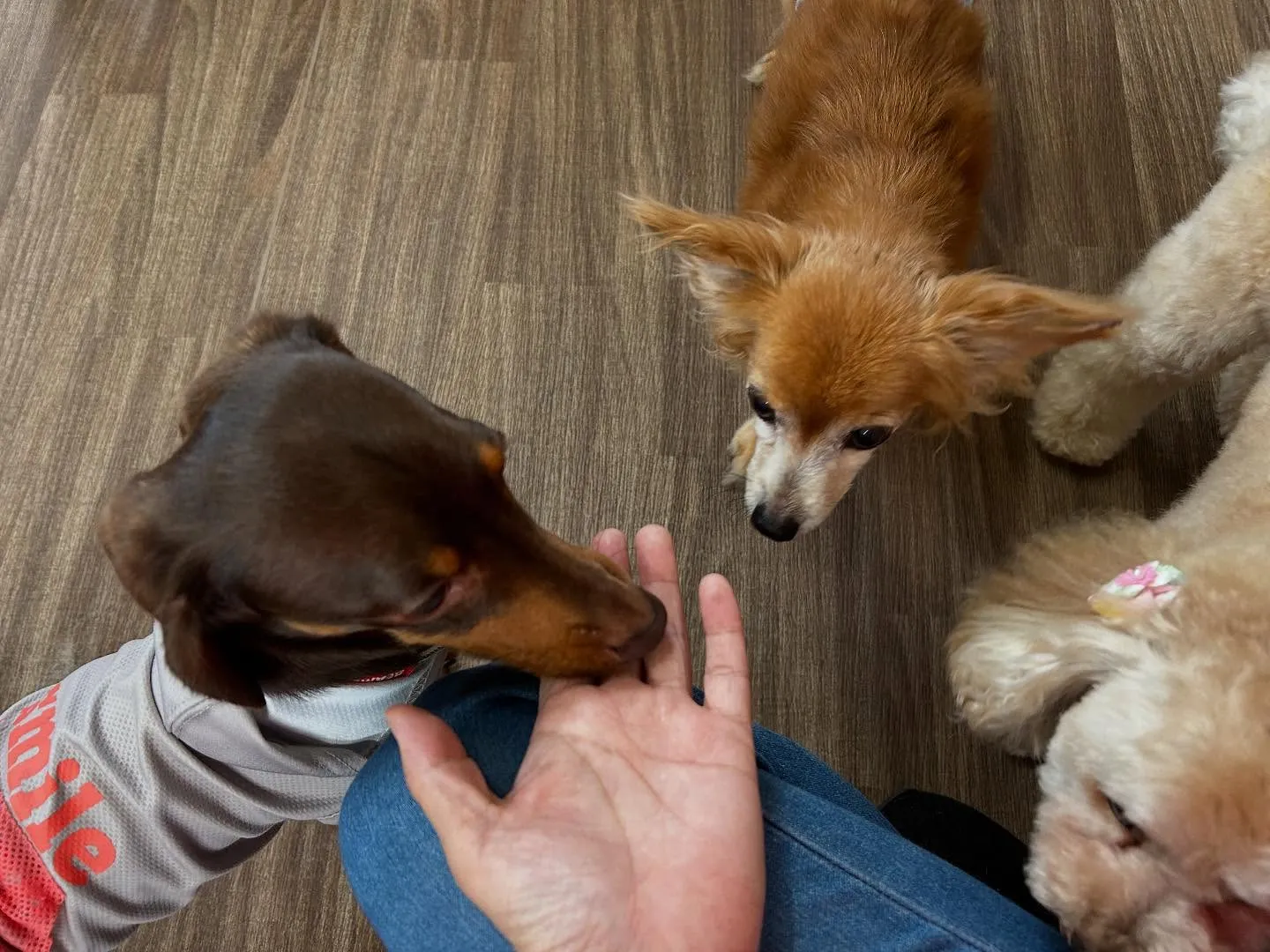 入会してくれたチャイくんです🎶