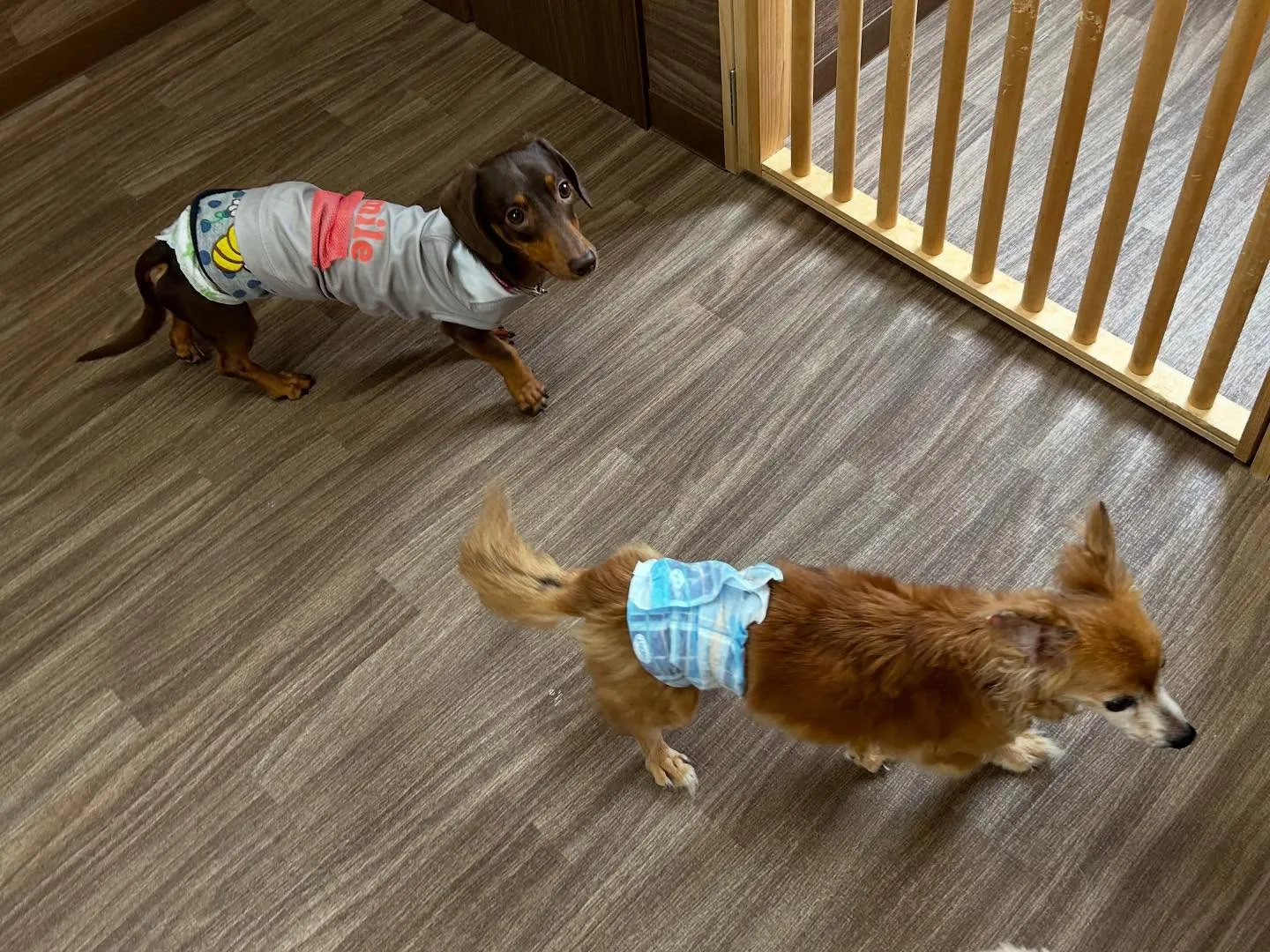 入会してくれたチャイくんです🎶