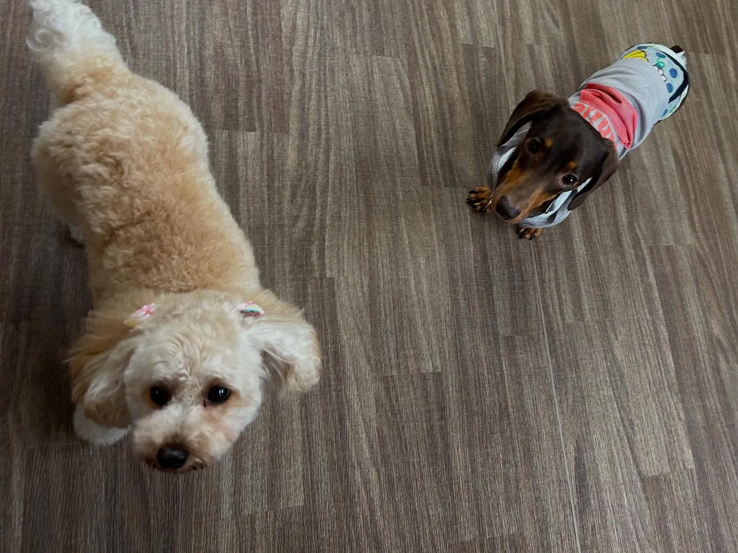 入会してくれたチャイくんです🎶