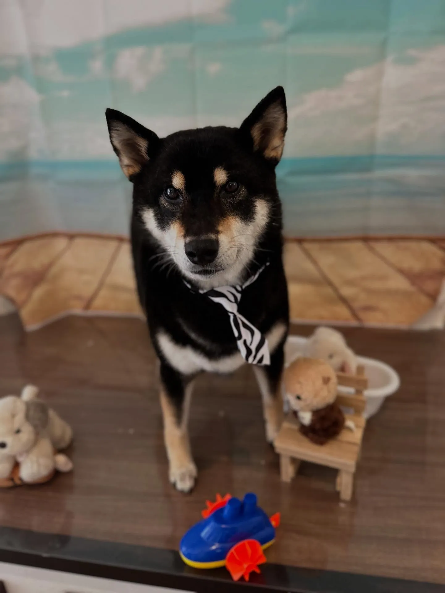 先月アップしきれなかったトリミングわんこさんたちラストです❣...