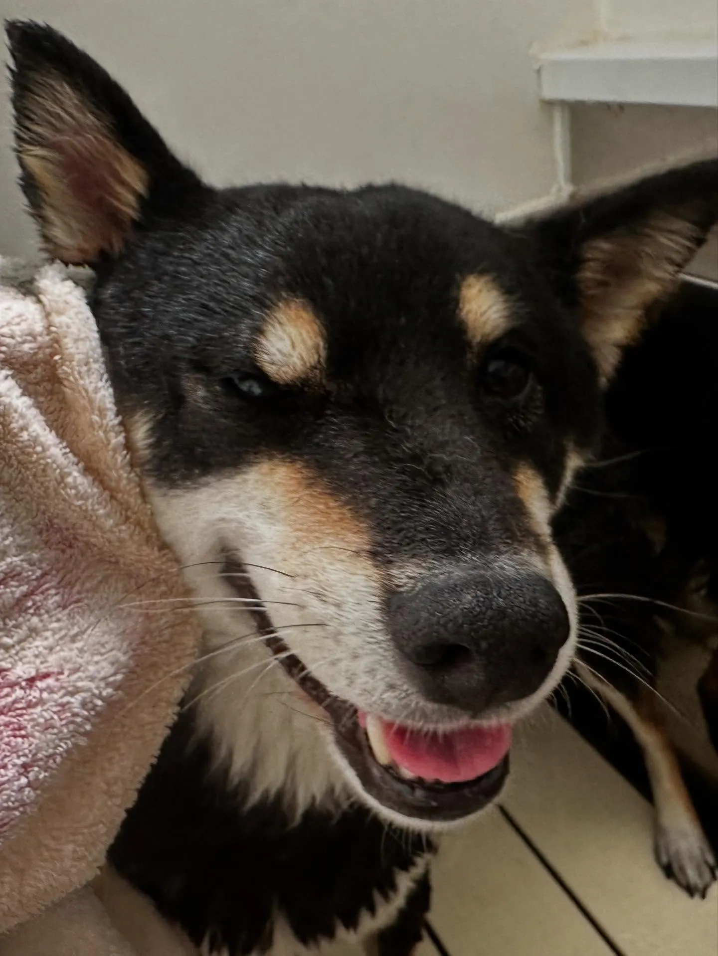 先月アップしきれなかったトリミングわんこさんたちラストです❣...