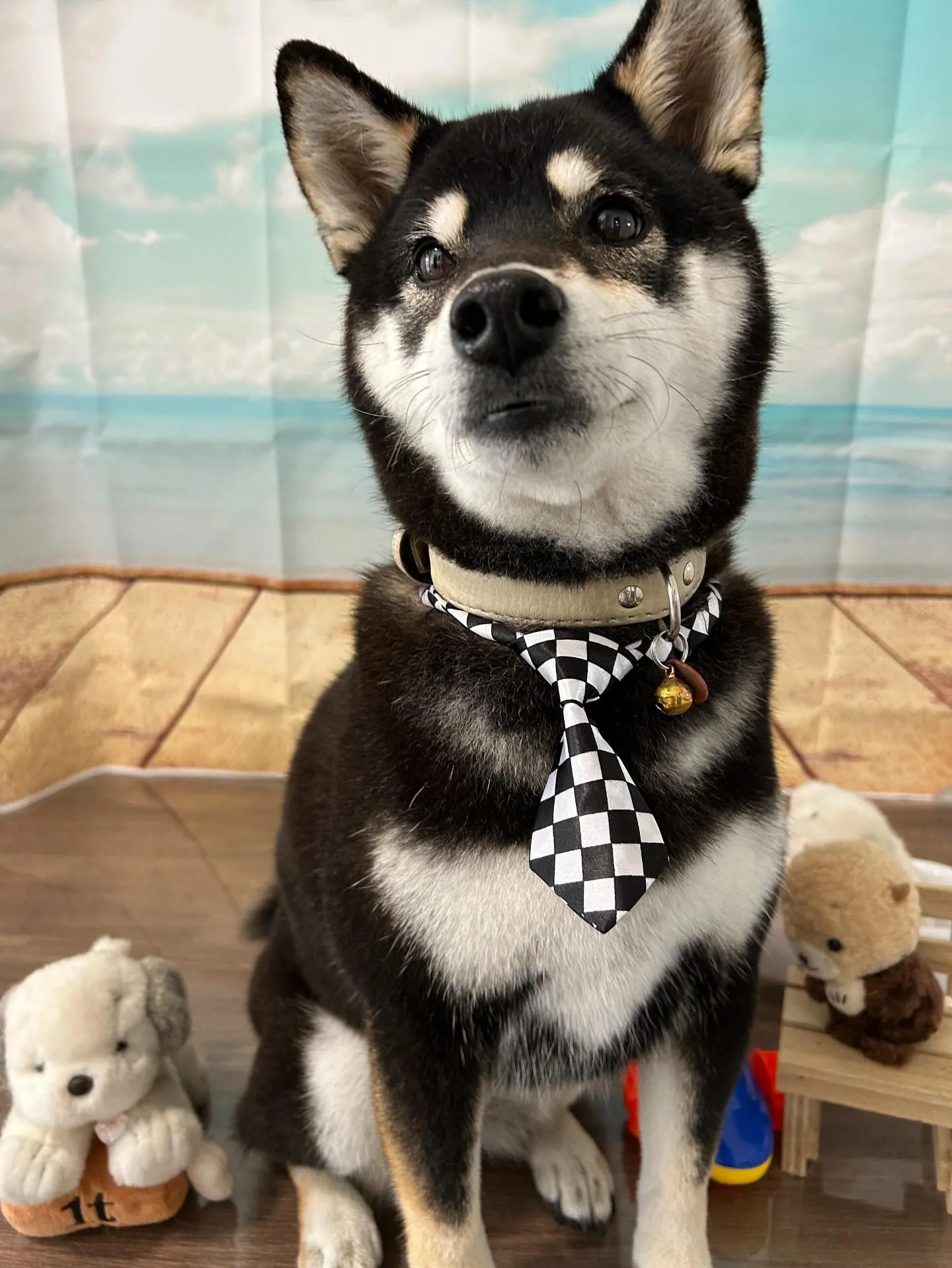 先月アップしきれなかったトリミングわんこさんたちラストです❣...