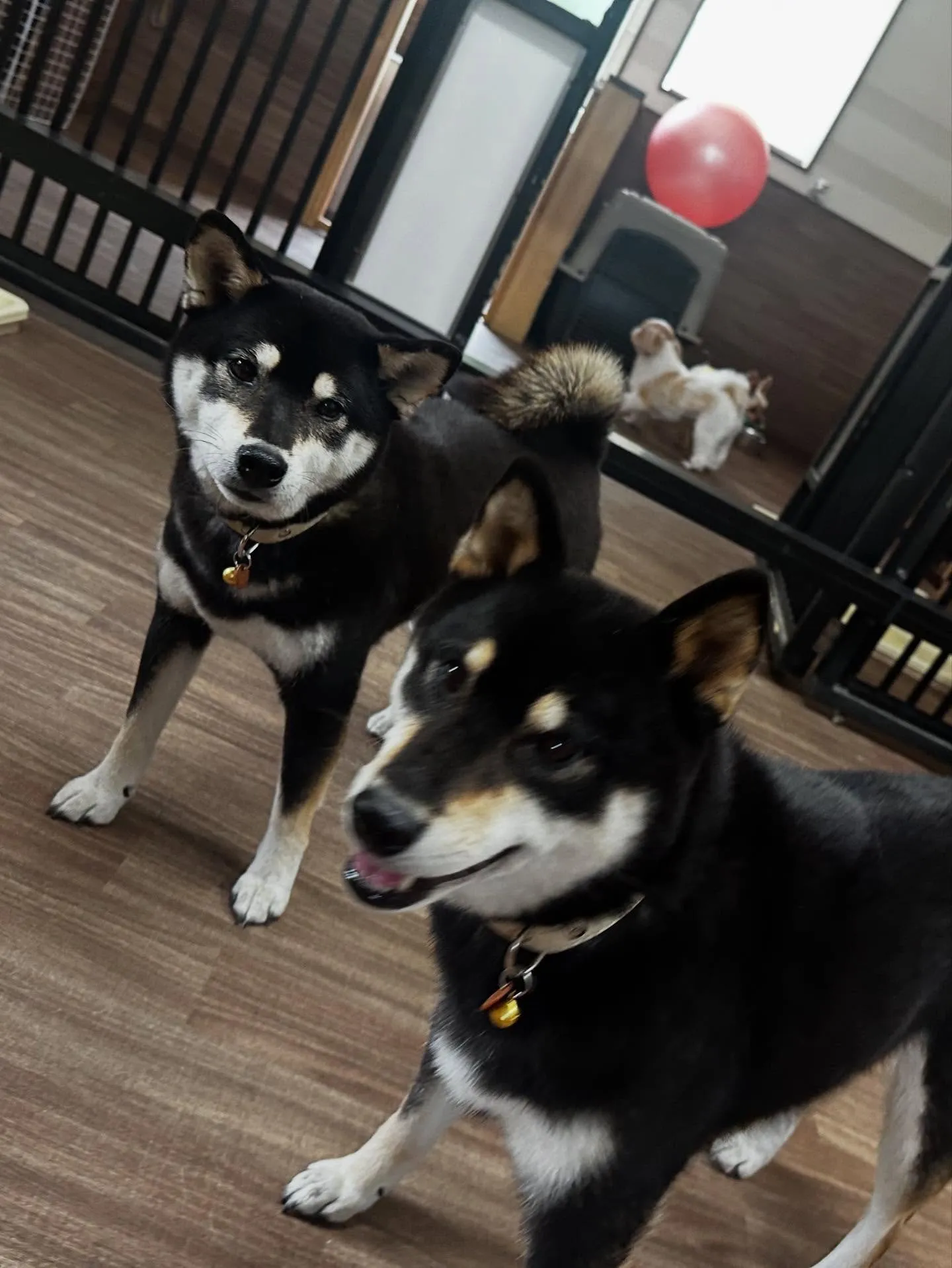 先月アップしきれなかったトリミングわんこさんたちラストです❣...