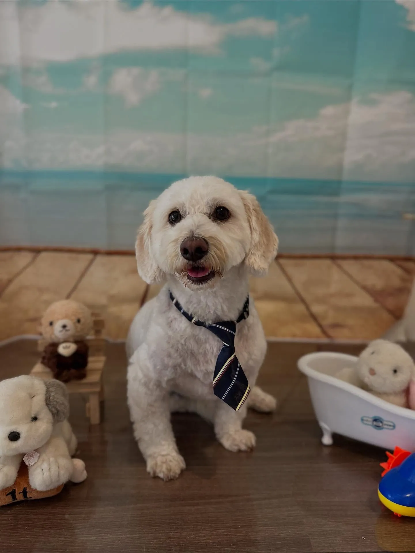 先月アップしきれなかったトリミングわんこさんたちラストです❣...