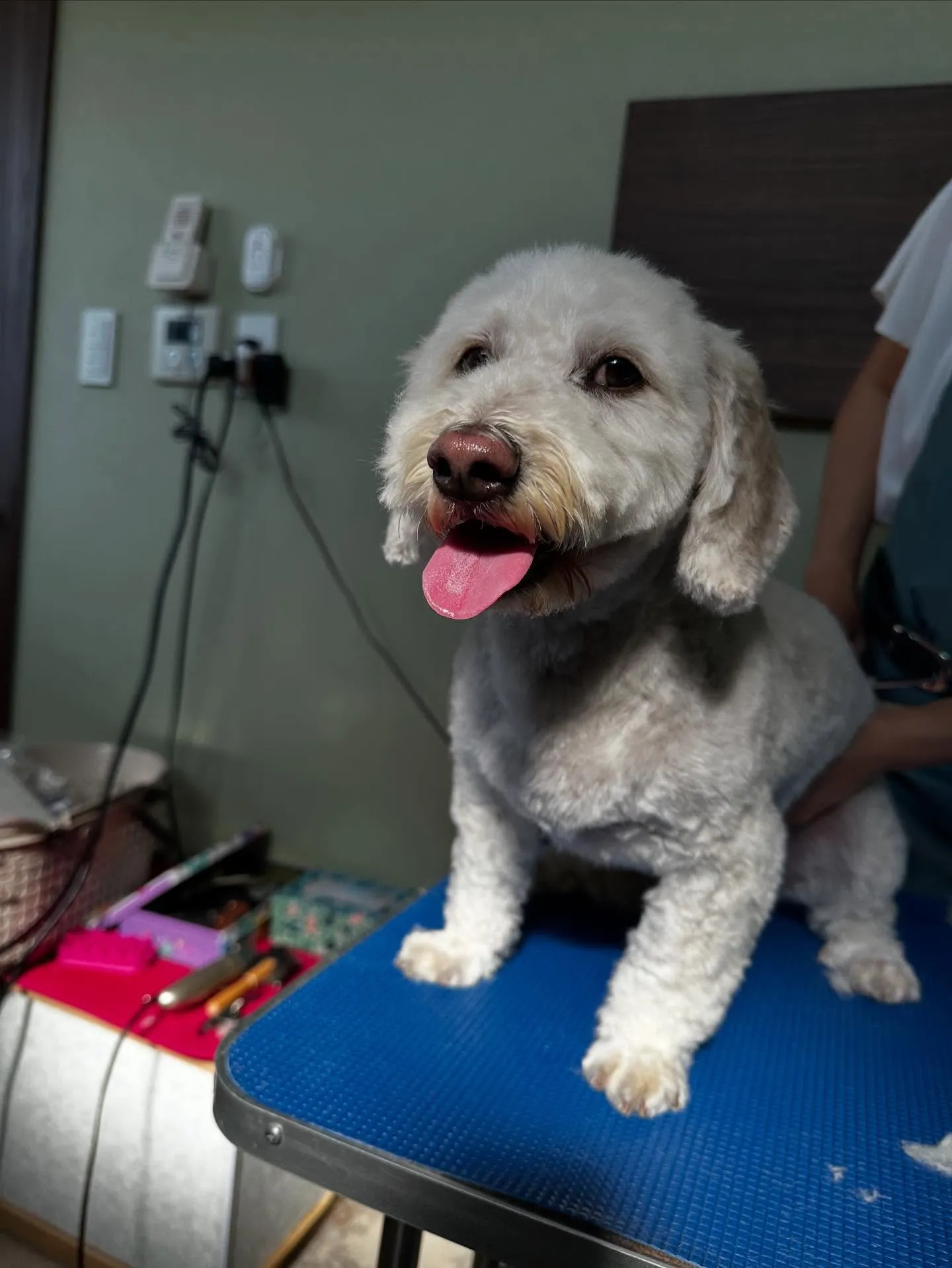 先月アップしきれなかったトリミングわんこさんたちラストです❣...