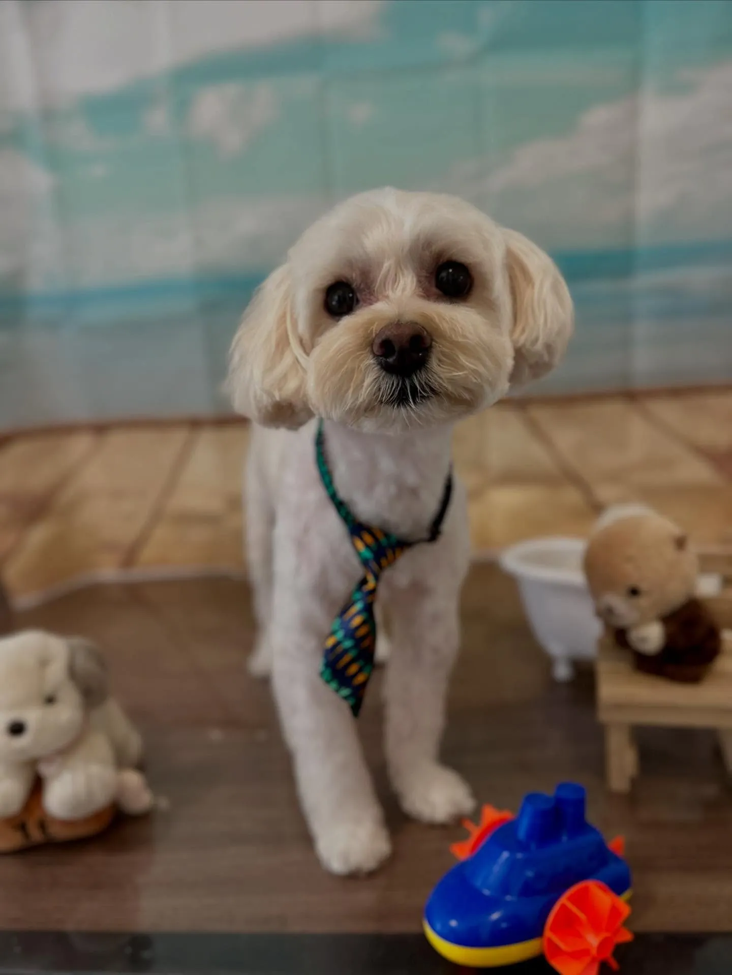 先月アップしきれなかったトリミングわんこさんたちラストです❣...