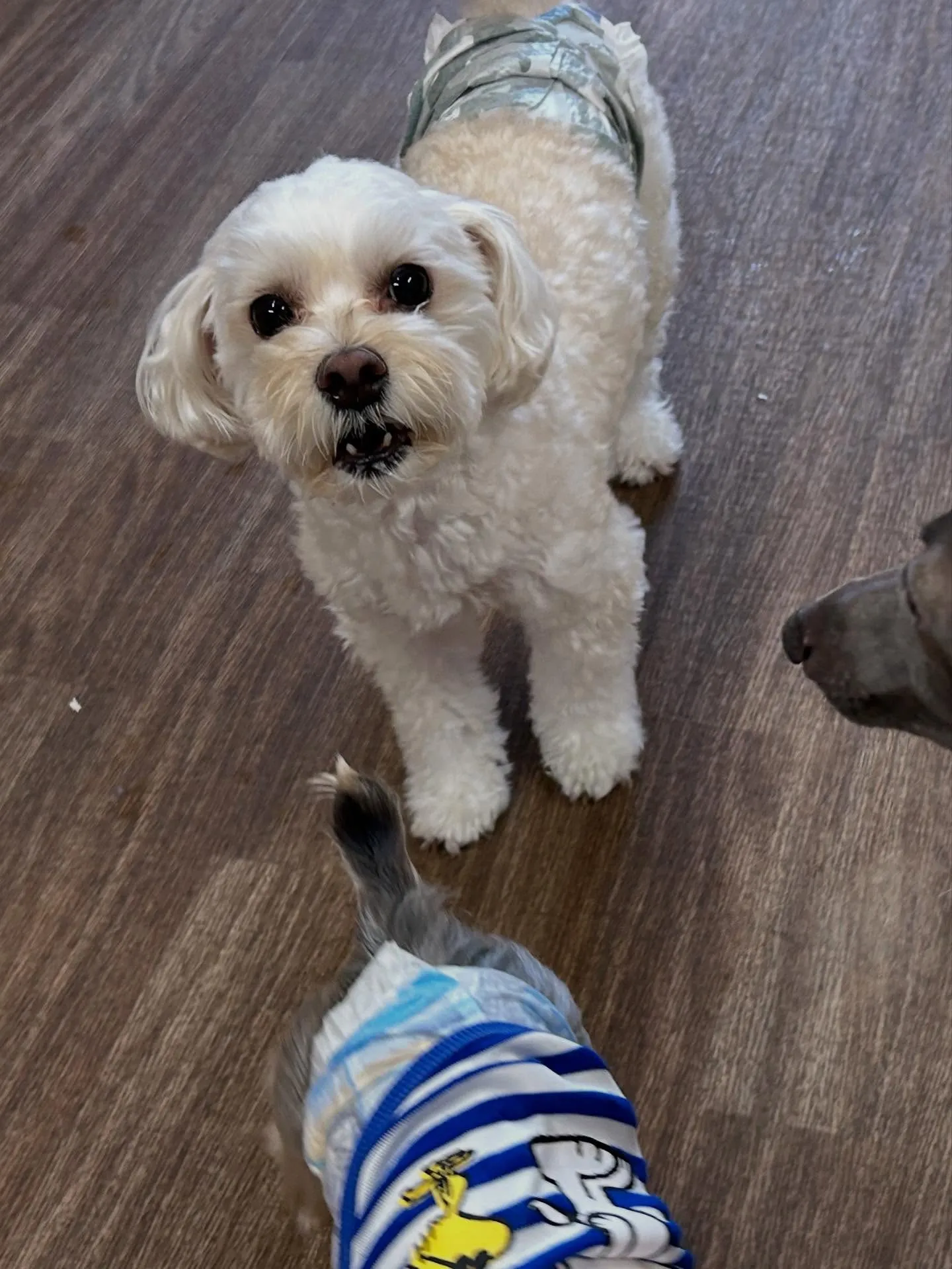 先月アップしきれなかったトリミングわんこさんたちラストです❣...