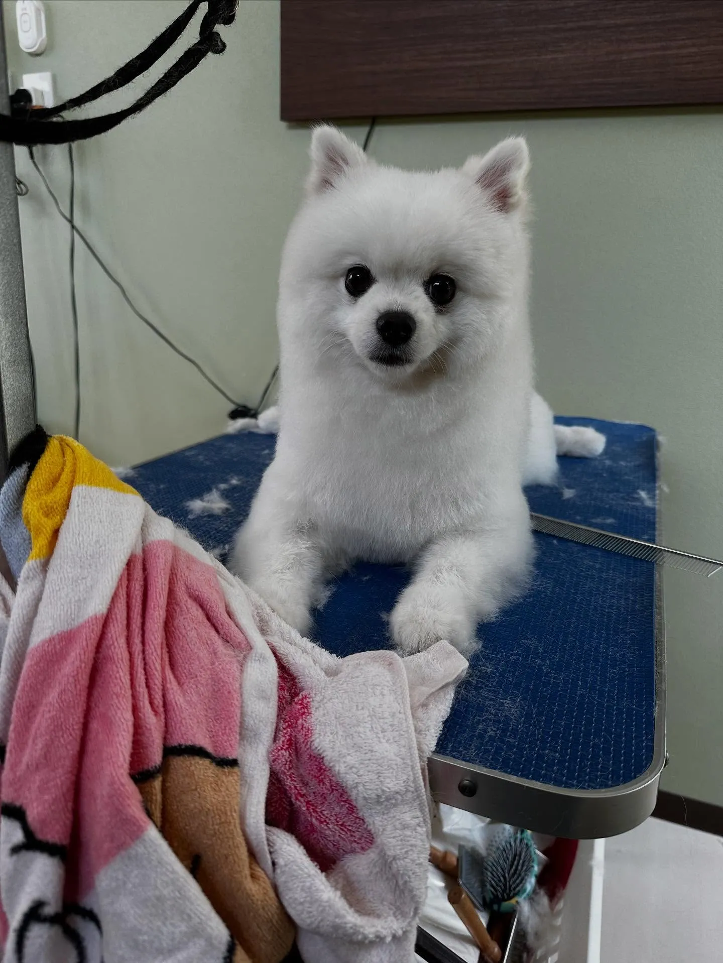 先月アップしきれなかったトリミングわんこさんたちラストです❣...