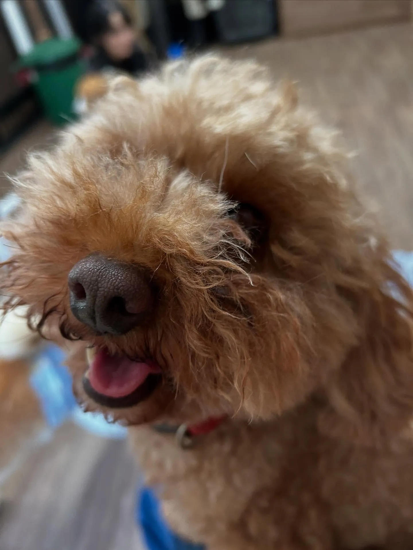 先月アップしきれなかったトリミングわんこさんたちラストです❣...