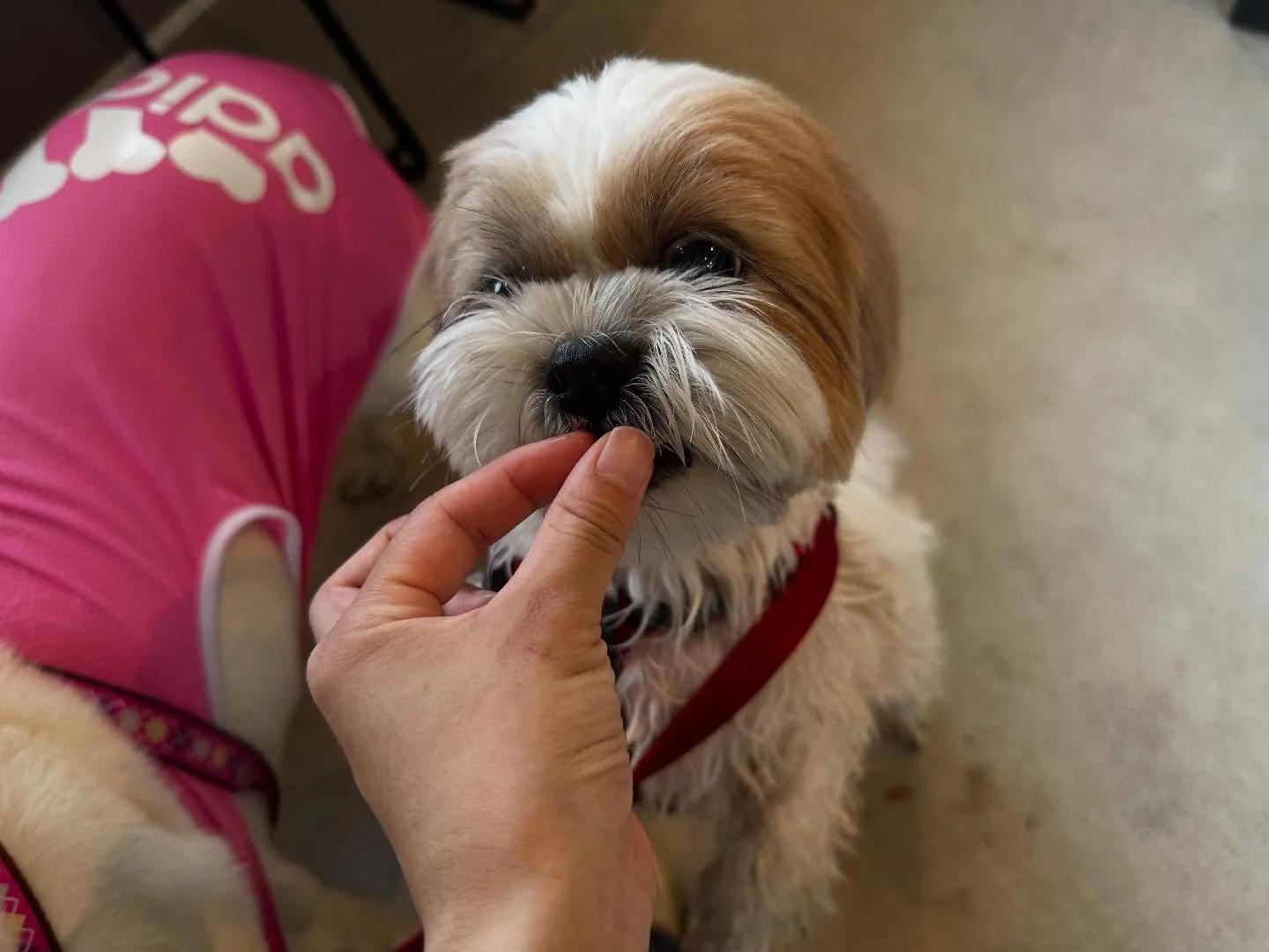 昨日は抽選おでかけイベントの開催日🐾