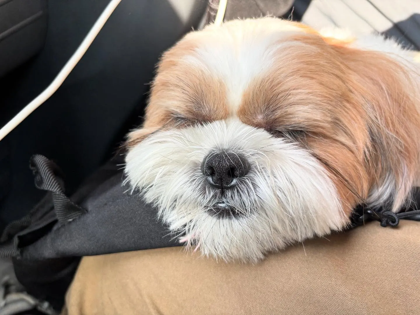 昨日は抽選おでかけイベントの開催日🐾