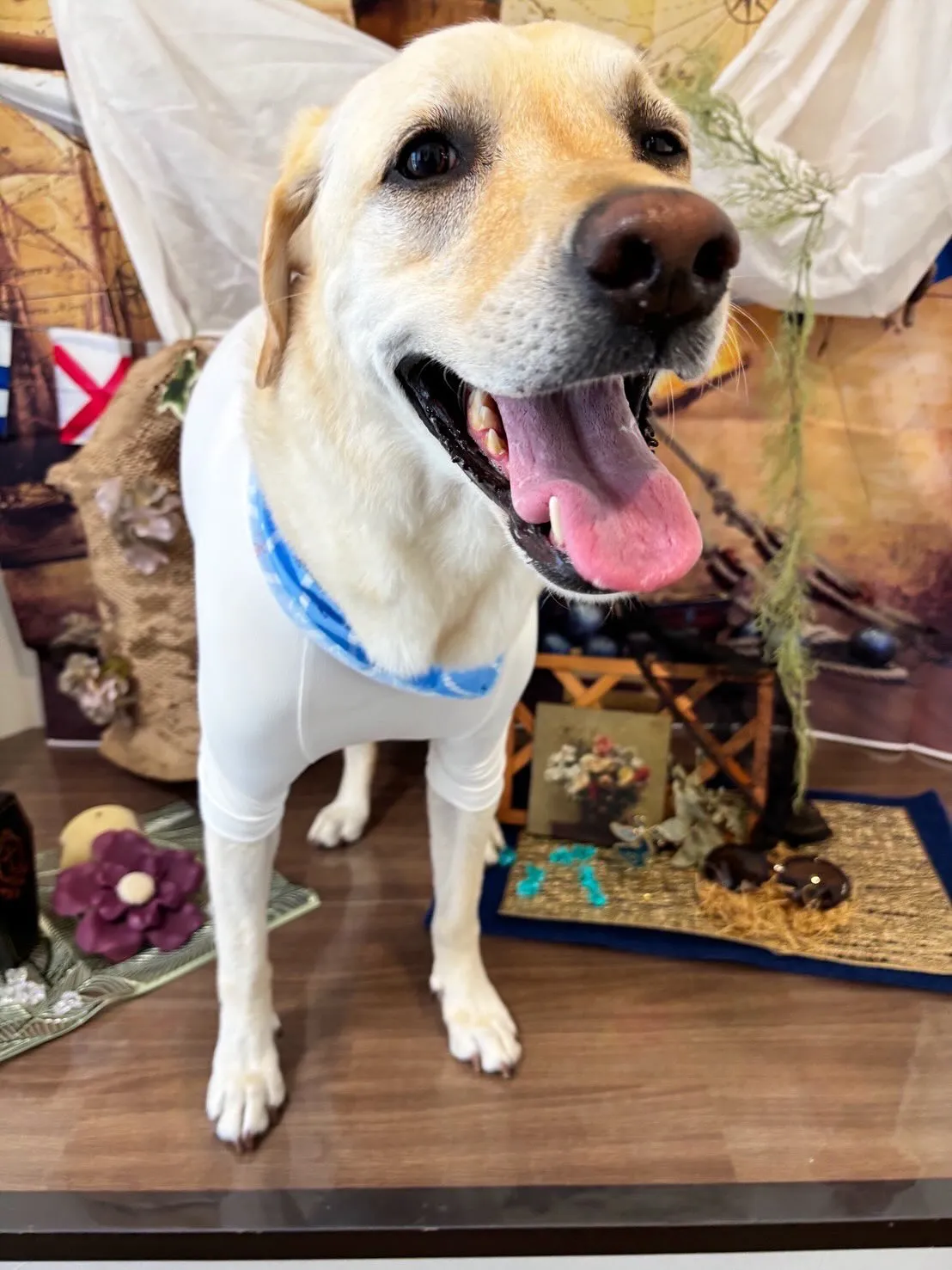 今月のお手入れわんこさんたちです🐾