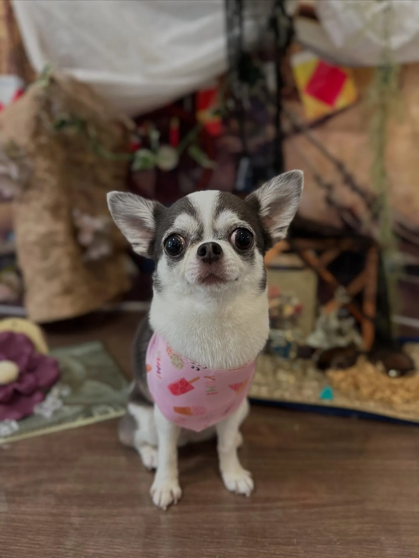 今月のお手入れわんこさんたちです🐾