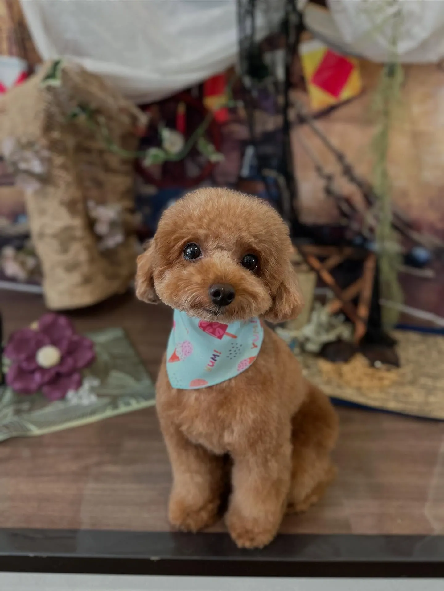 今月のお手入れわんこさんたちです🐾