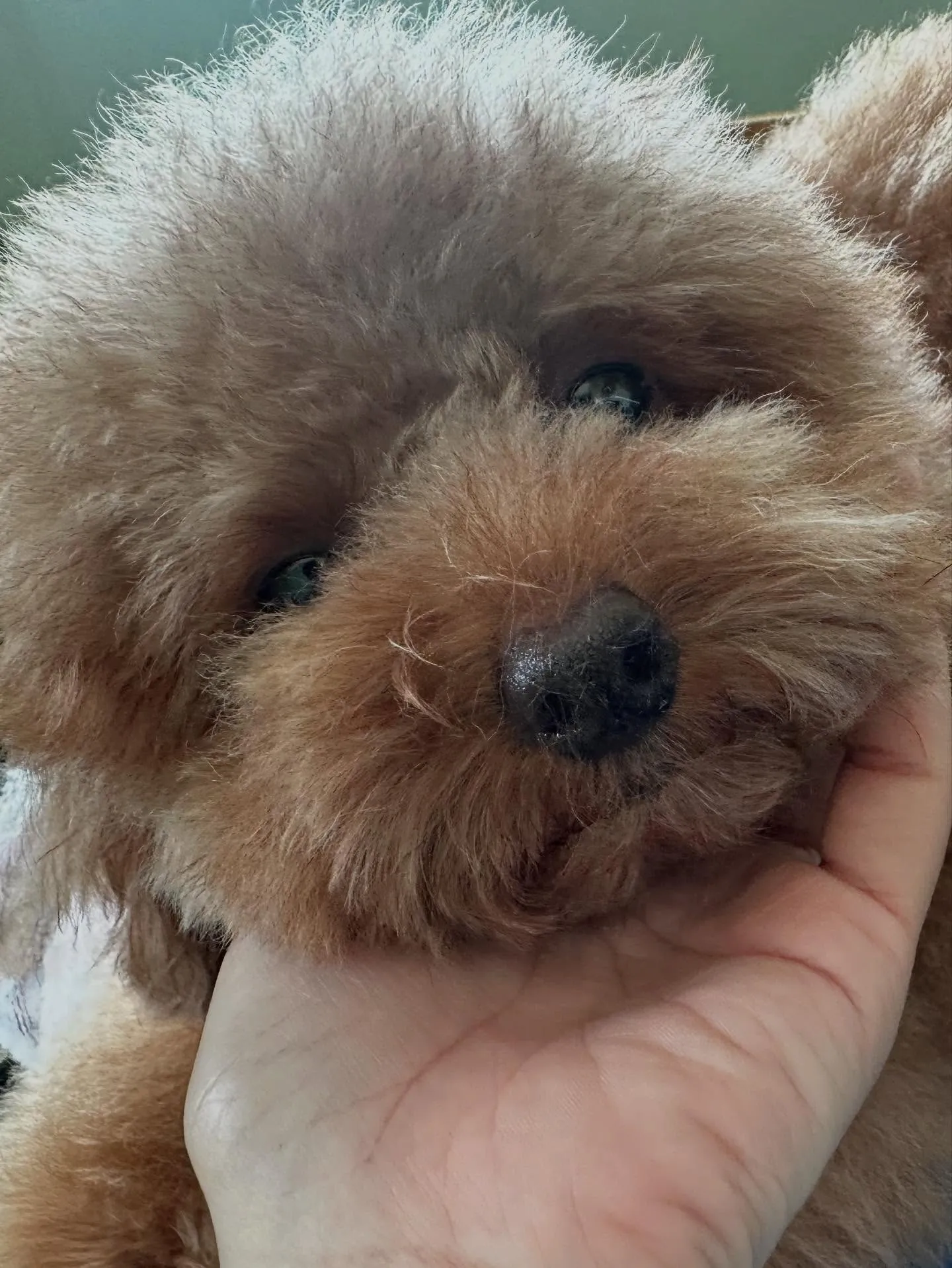 今月のお手入れわんこさんたちです🐾