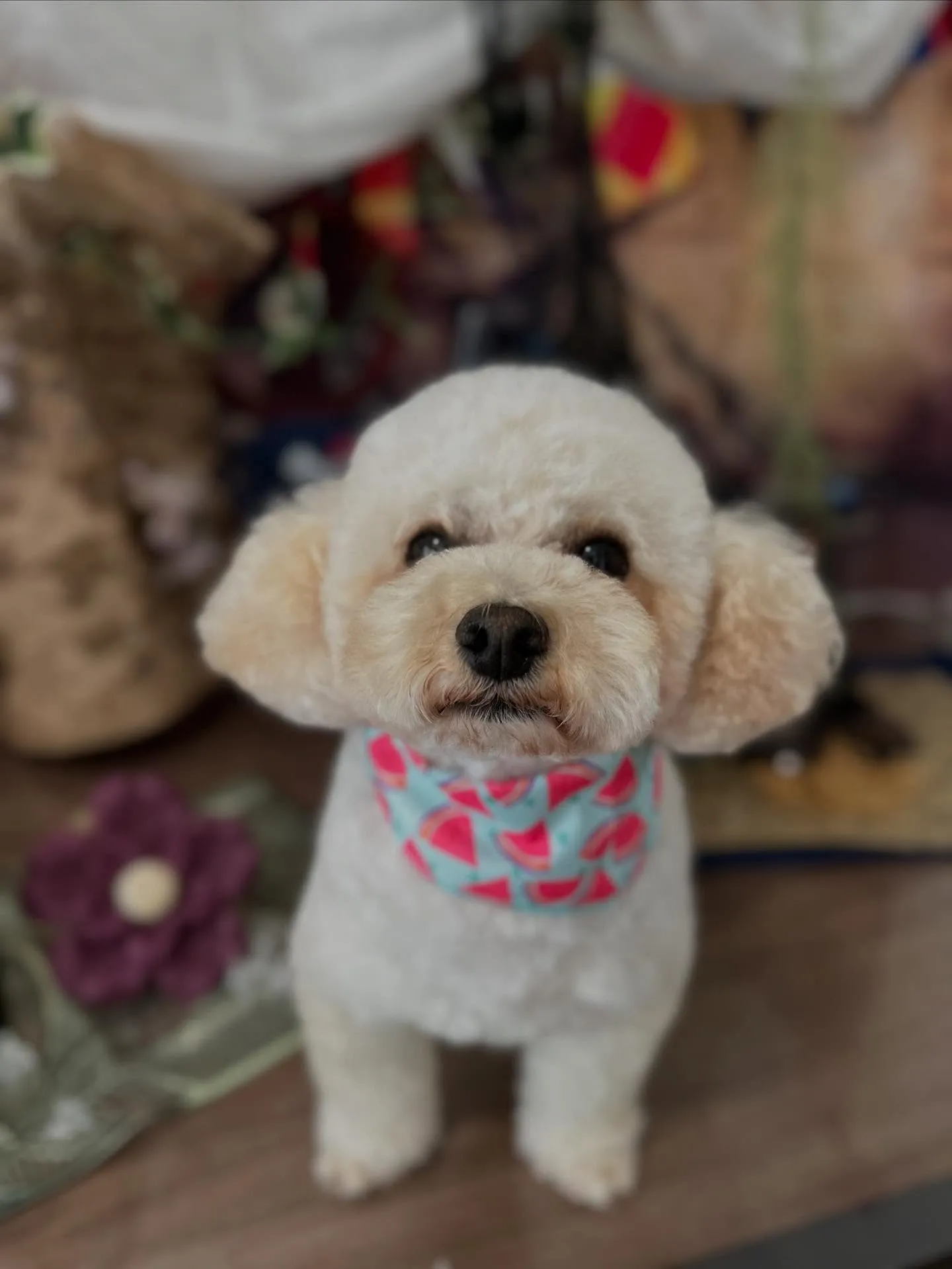 今月のお手入れわんこさんたちです🐾