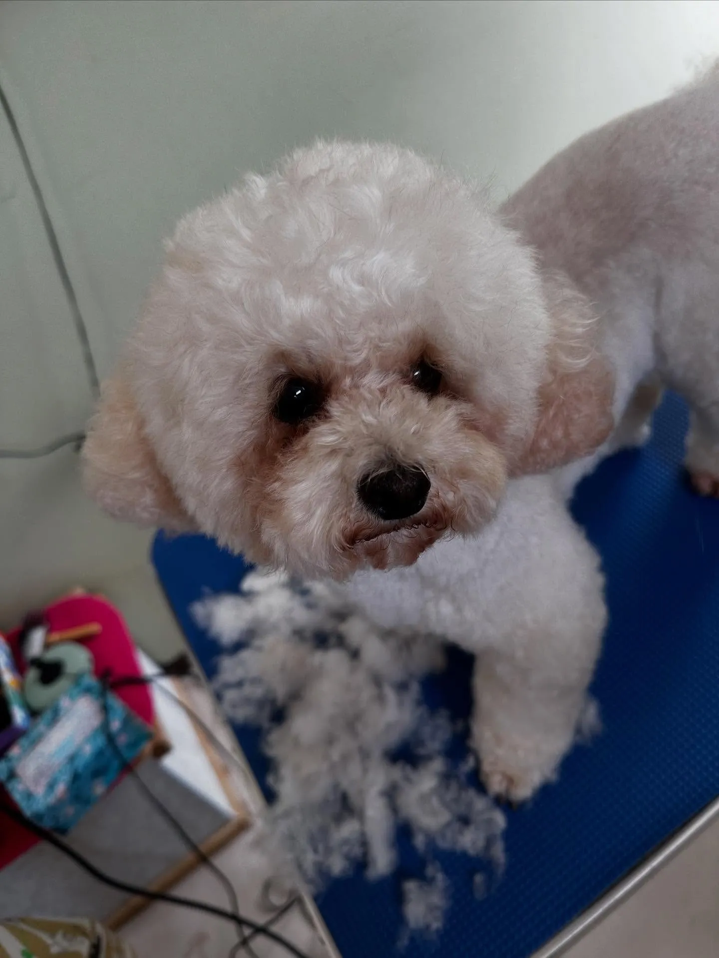 今月のお手入れわんこさんたちです🐾