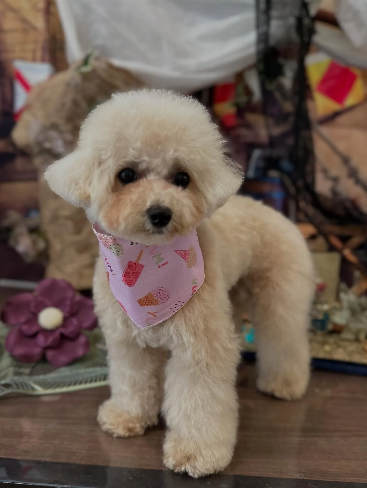 今月のお手入れわんこさんたちです🐾