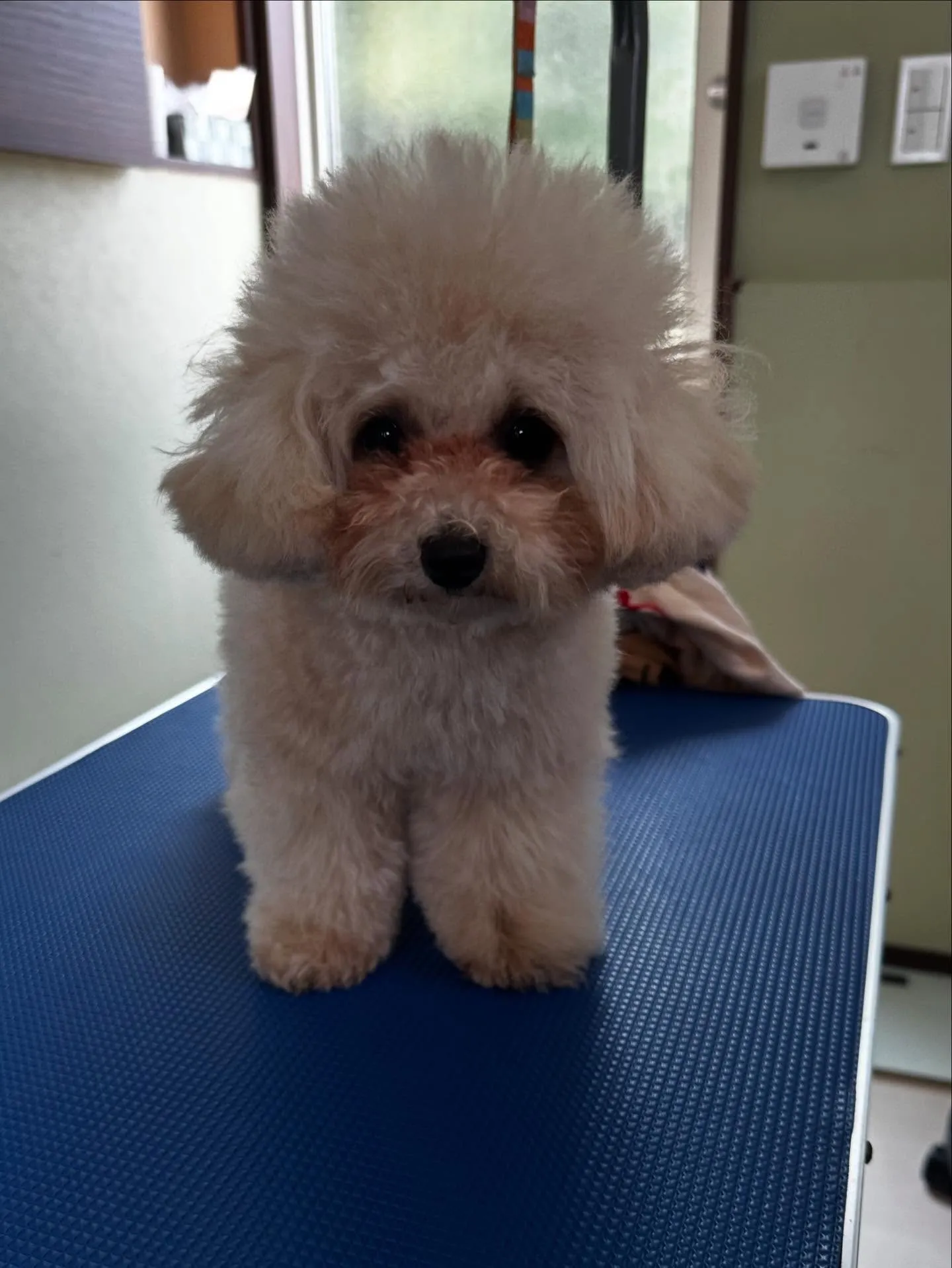 今月のお手入れわんこさんたちです🐾