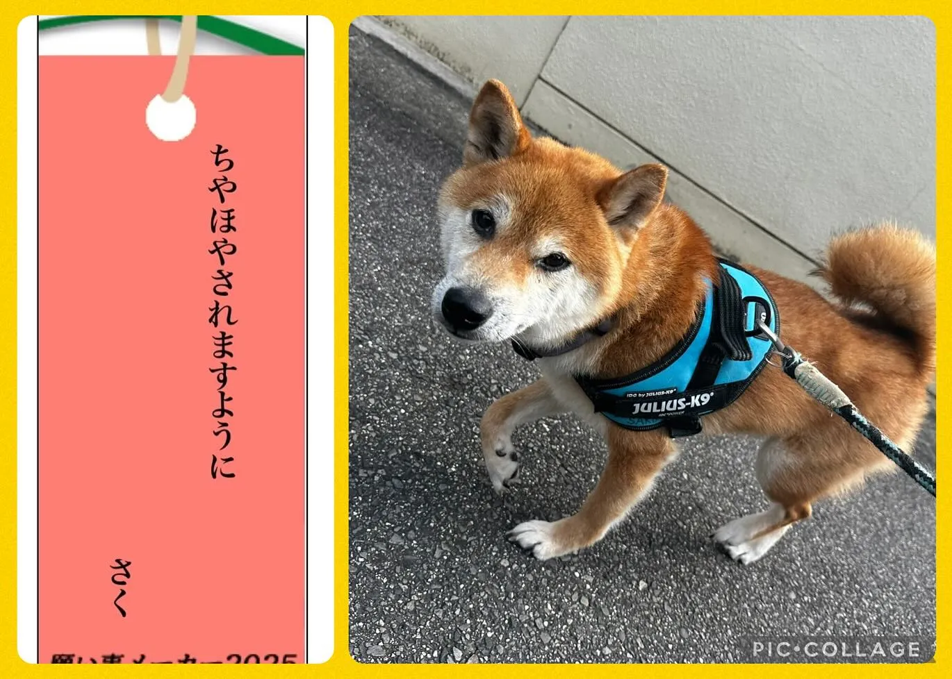 昨日は七夕でしたね🎋