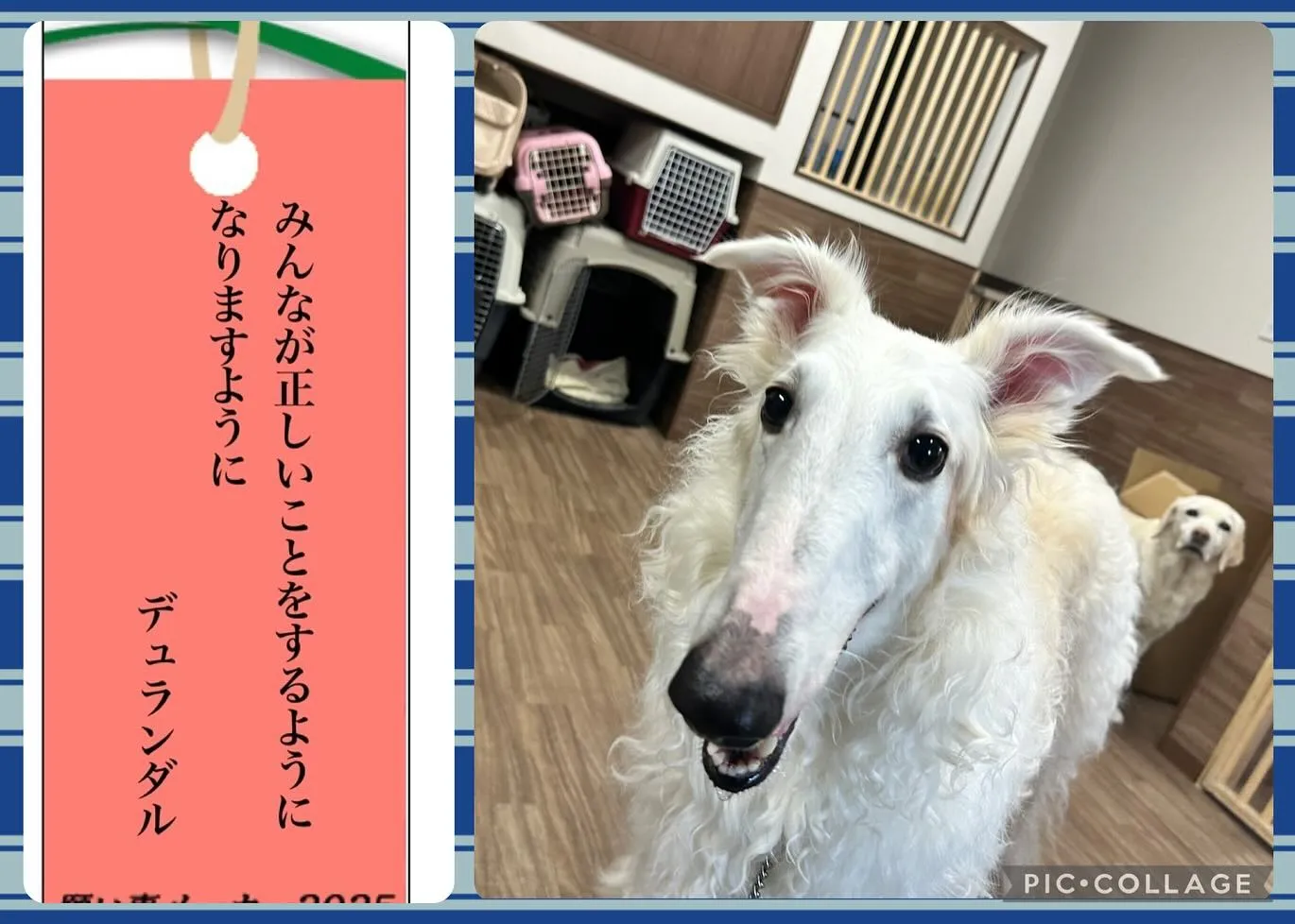 昨日は七夕でしたね🎋