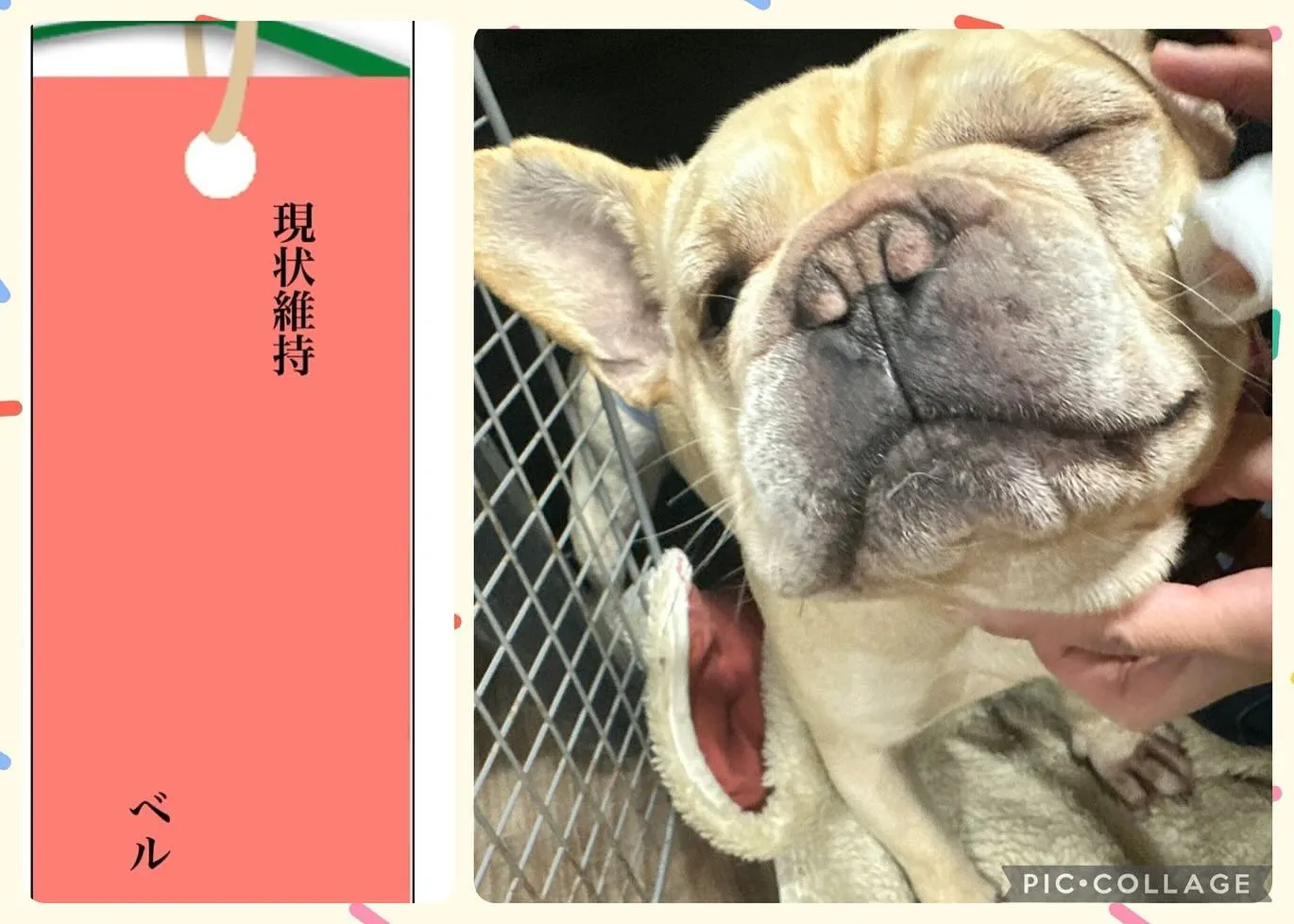 昨日は七夕でしたね🎋