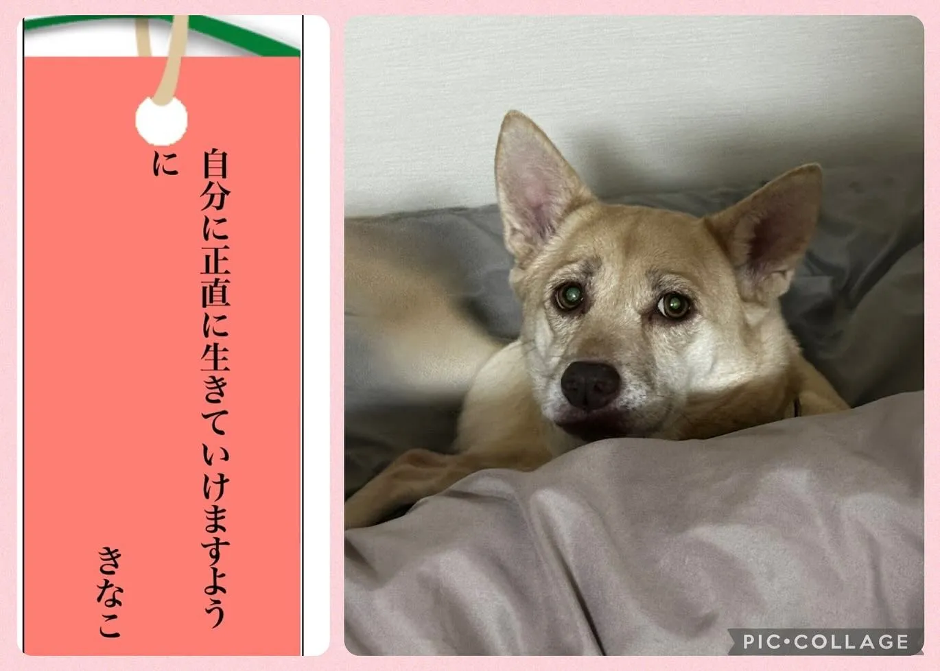 昨日は七夕でしたね🎋