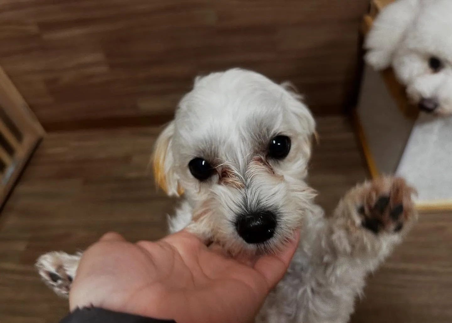 昨日は七夕でしたね🎋