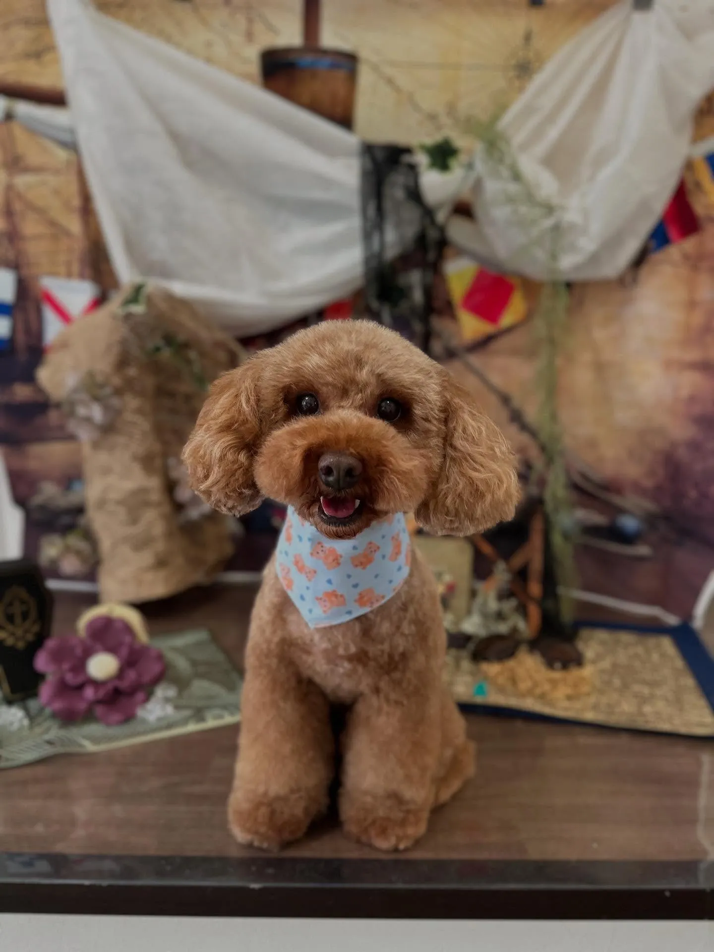 今月のトリミングわんこさんたちです✨️