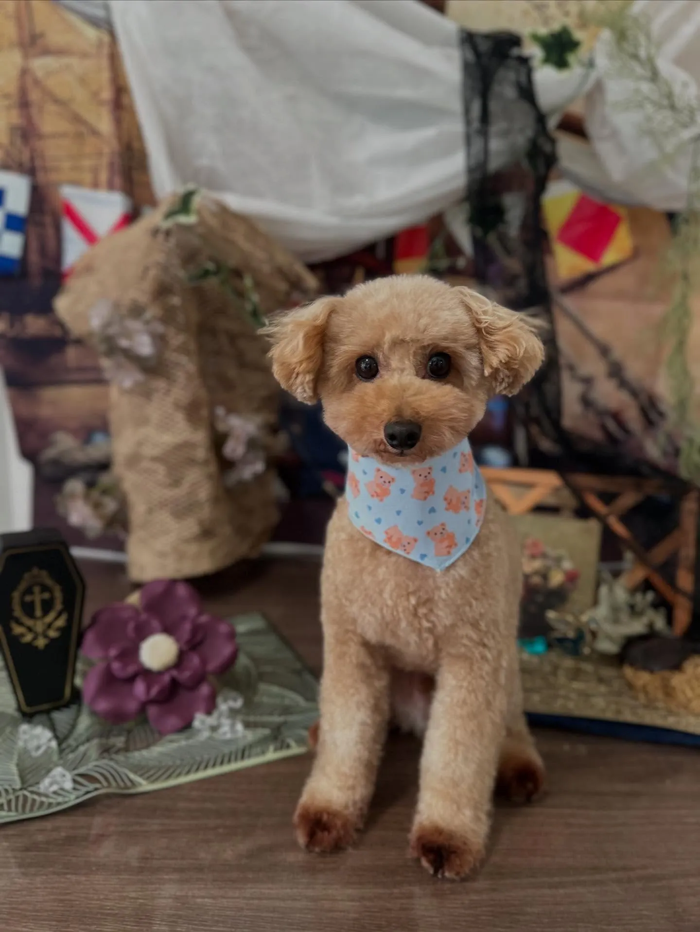 今月のトリミングわんこさんたちです✨️