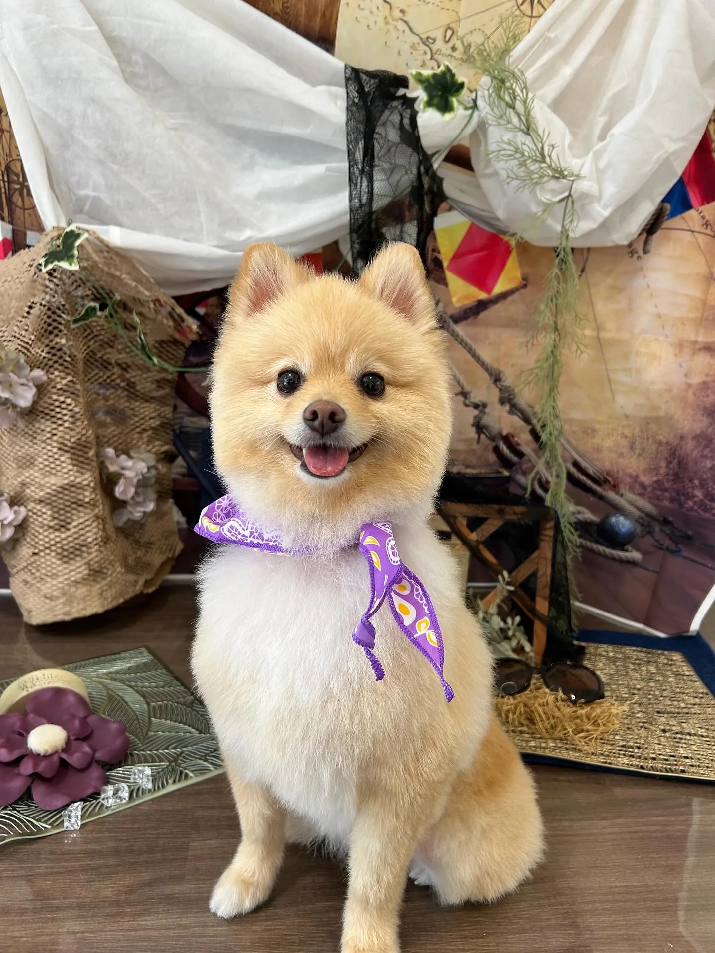 今月のトリミングわんこさんたちです✨️