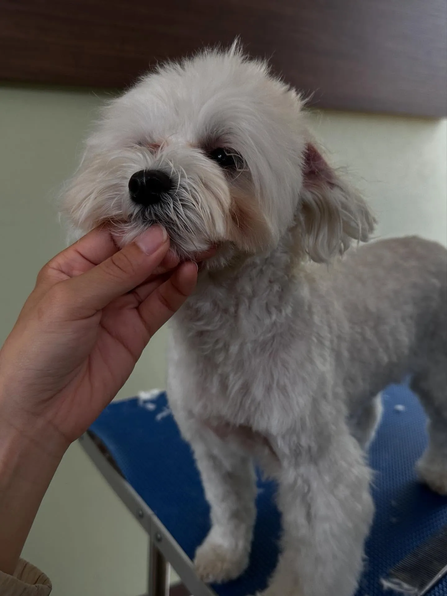 今月のトリミングわんこさんたちです✨️