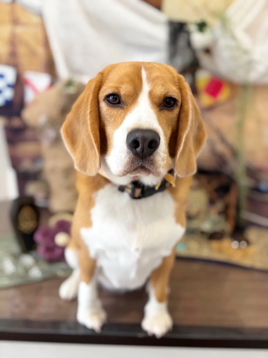 今月のトリミングわんこさんたちです✨️