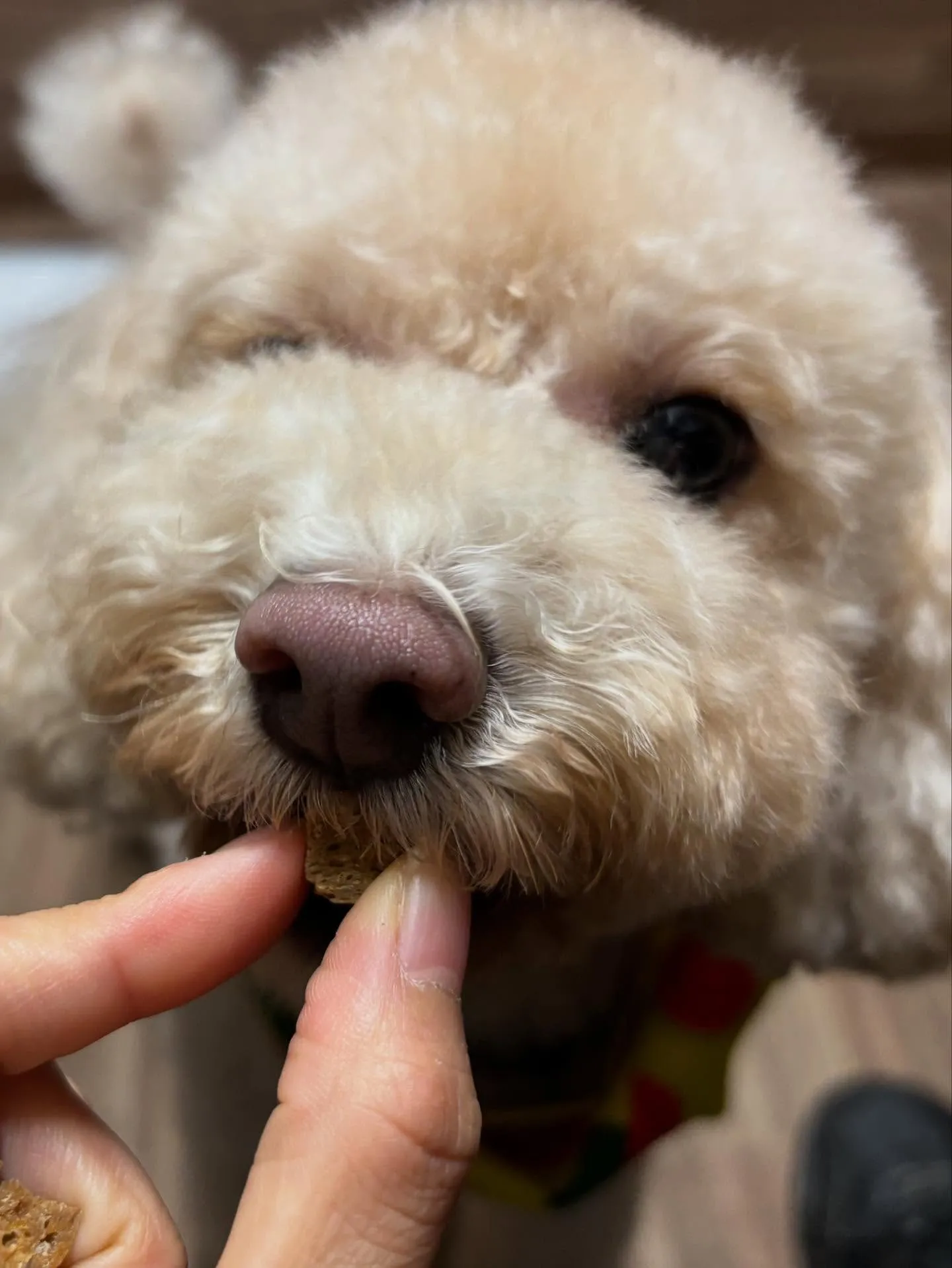 すっかりアップするのを忘れていた8月の営業カレンダーです✨️