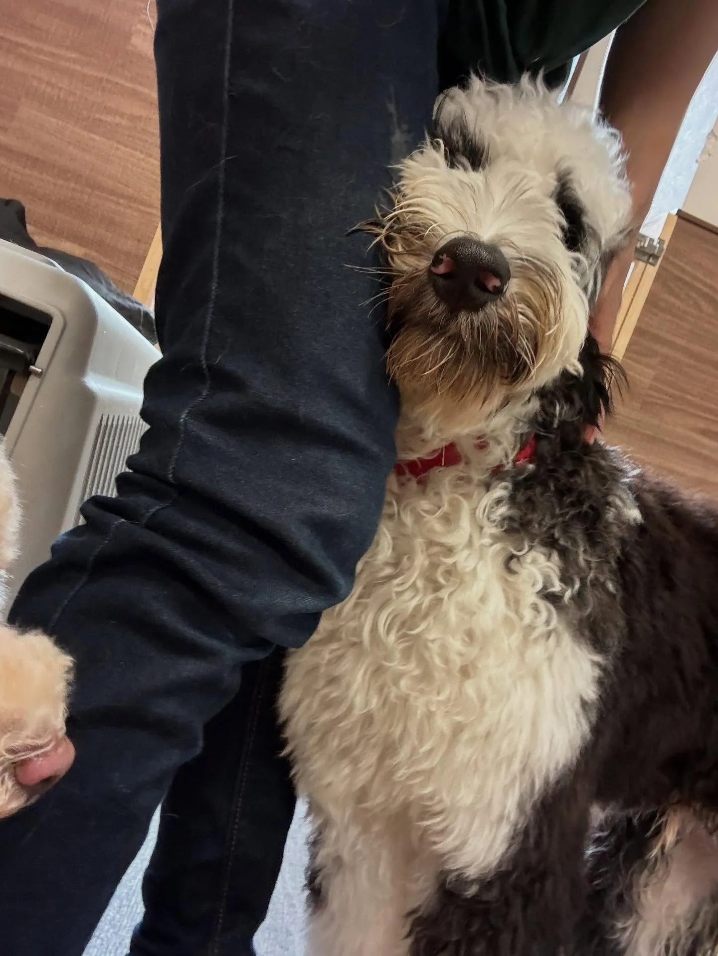 すっかりアップするのを忘れていた8月の営業カレンダーです✨️