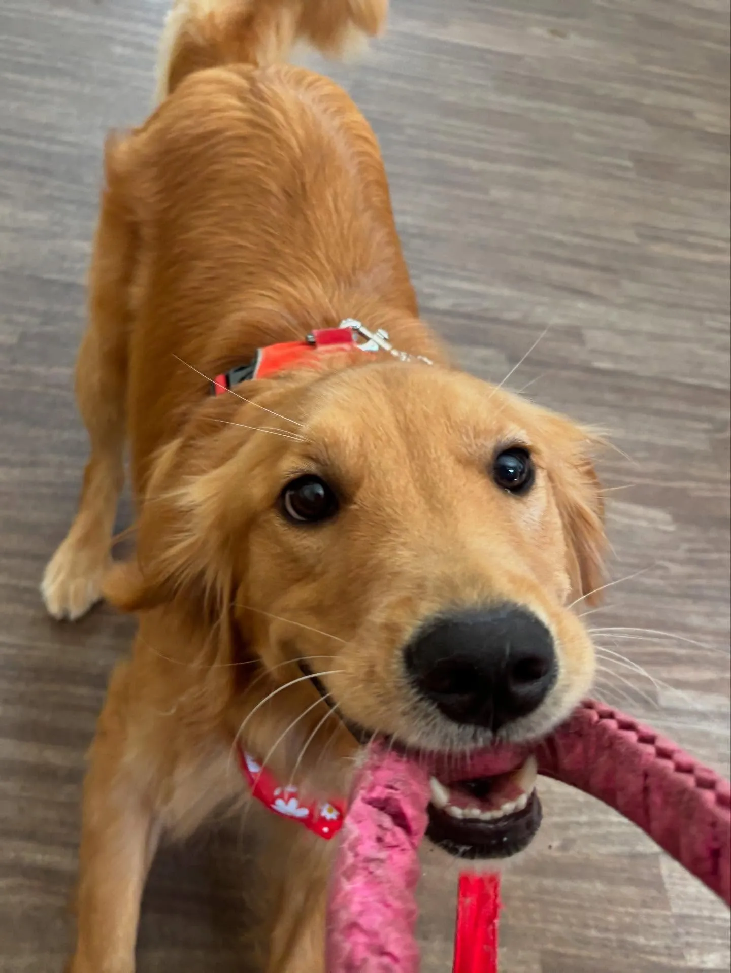 すっかりアップするのを忘れていた8月の営業カレンダーです✨️