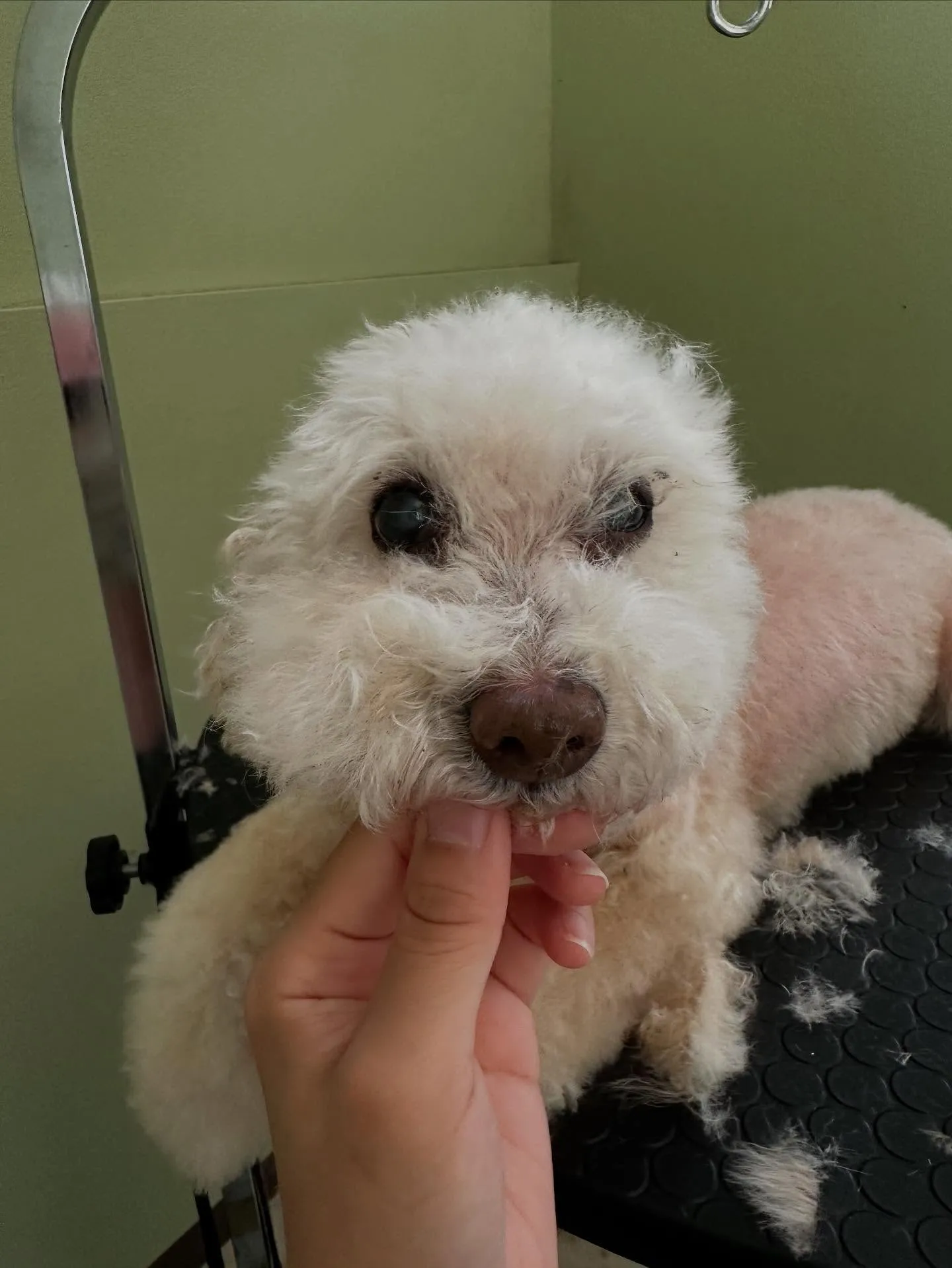 トリミングのセットメニューをご利用いただいたわんこたちです🎀