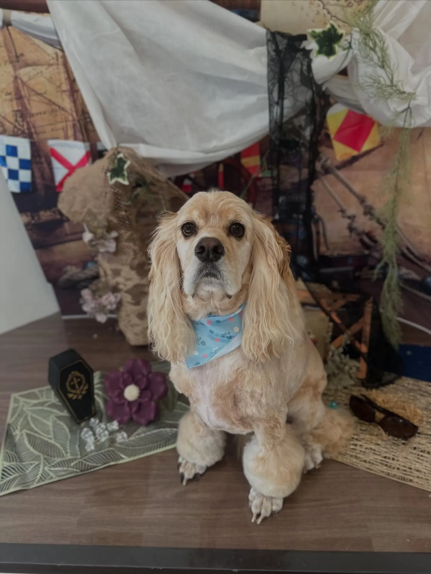 トリミングのセットメニューをご利用いただいたわんこたちです🎀