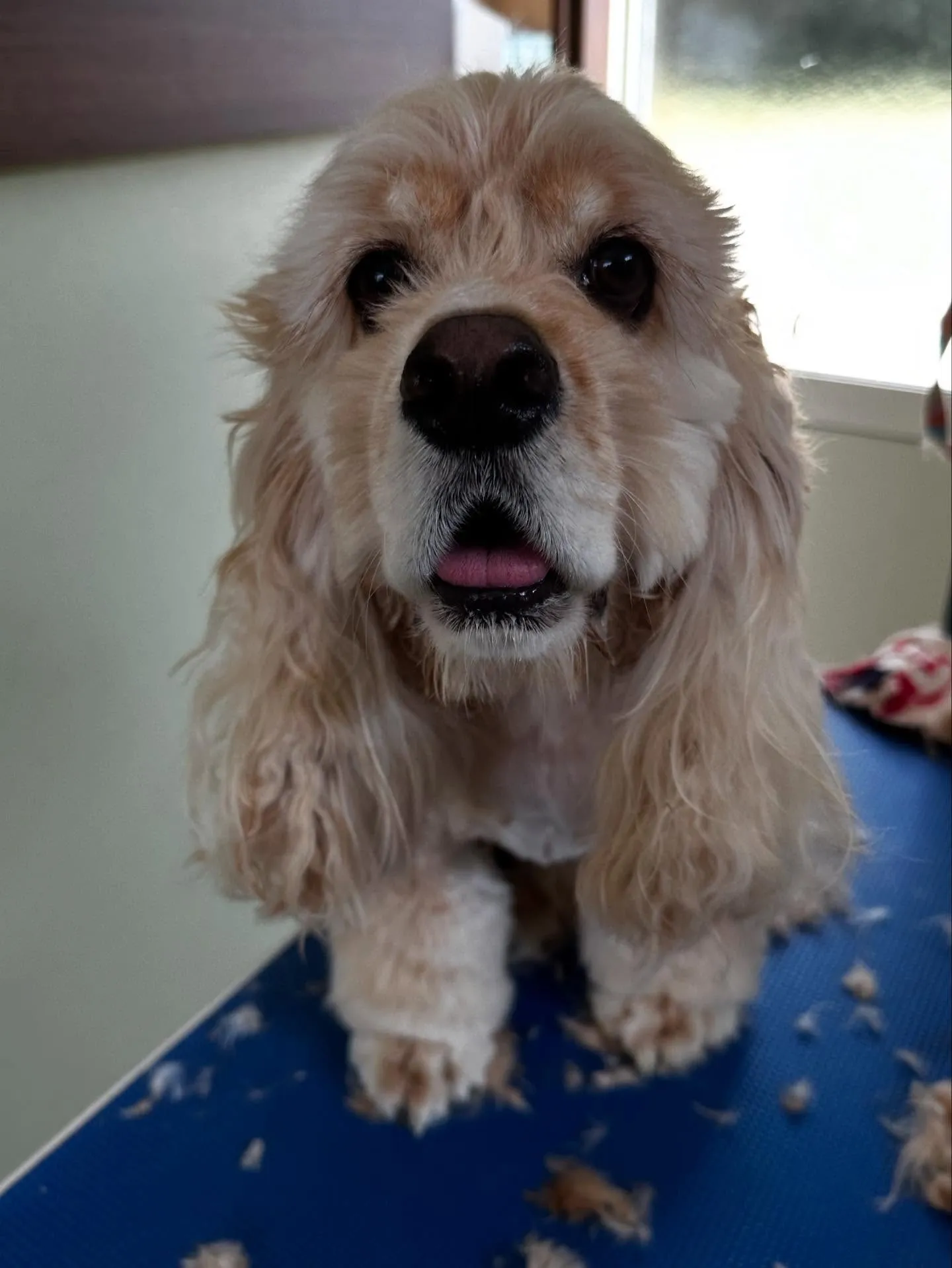 トリミングのセットメニューをご利用いただいたわんこたちです🎀