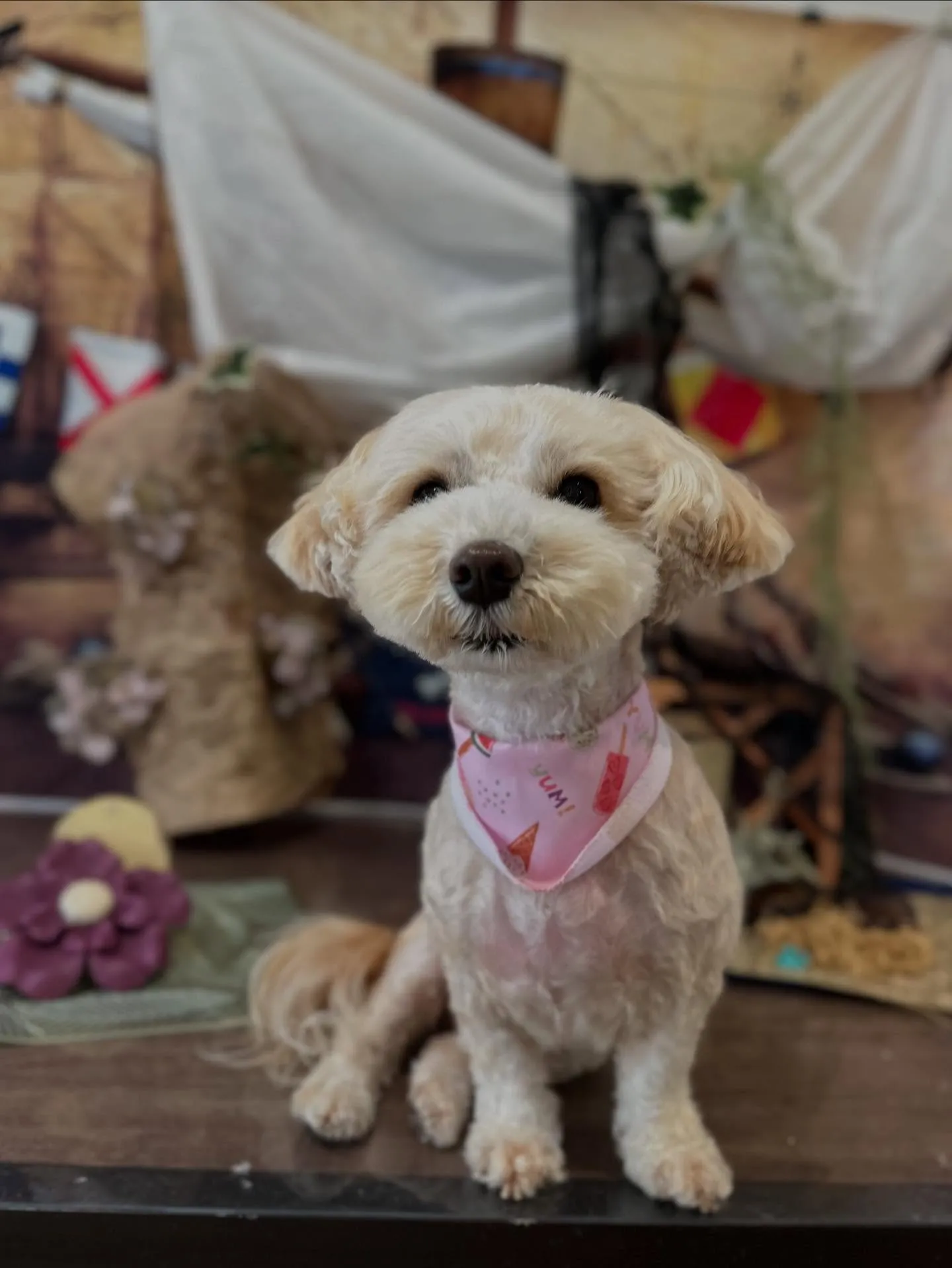 トリミングのセットメニューをご利用いただいたわんこたちです🎀