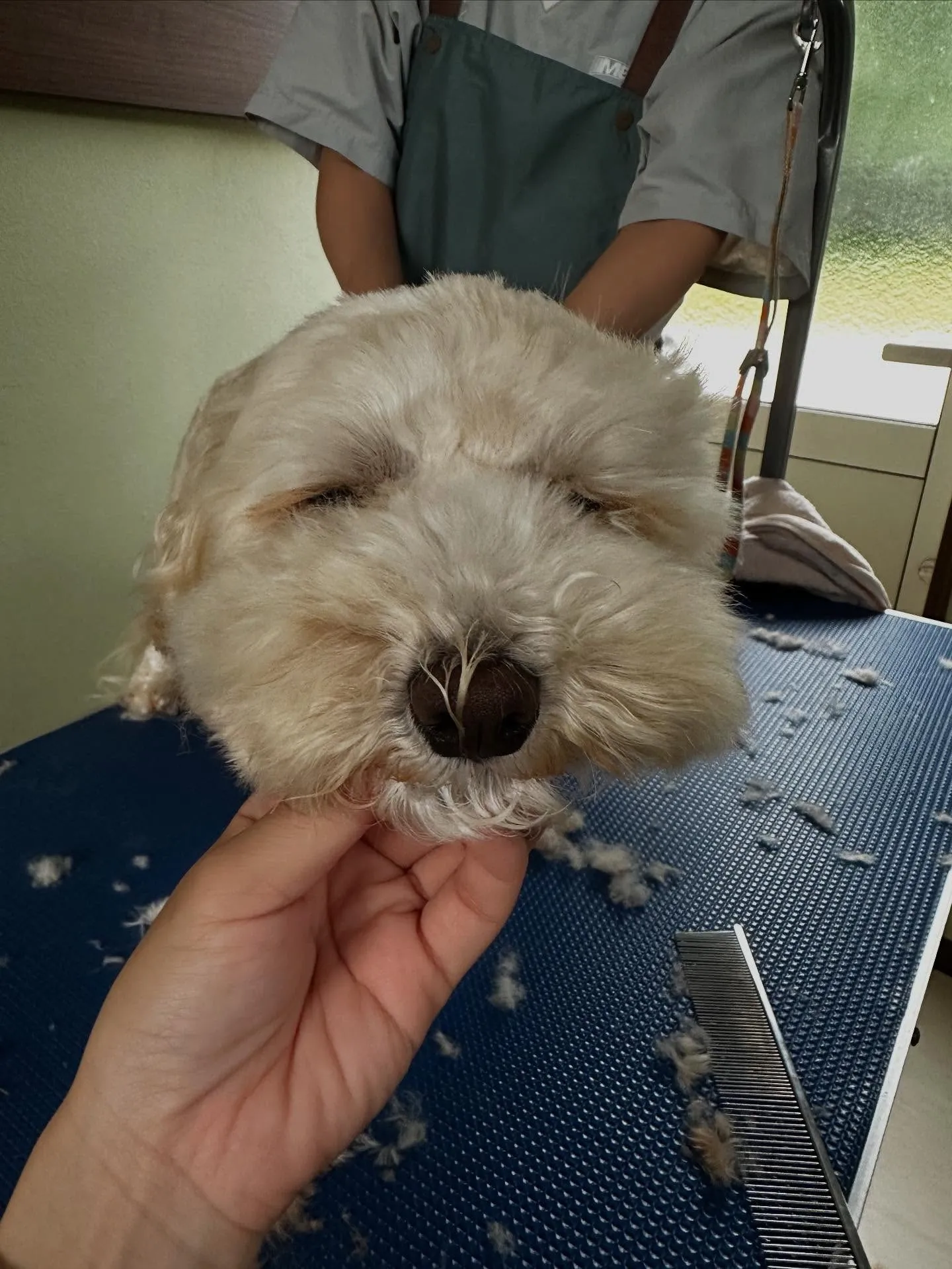 トリミングのセットメニューをご利用いただいたわんこたちです🎀