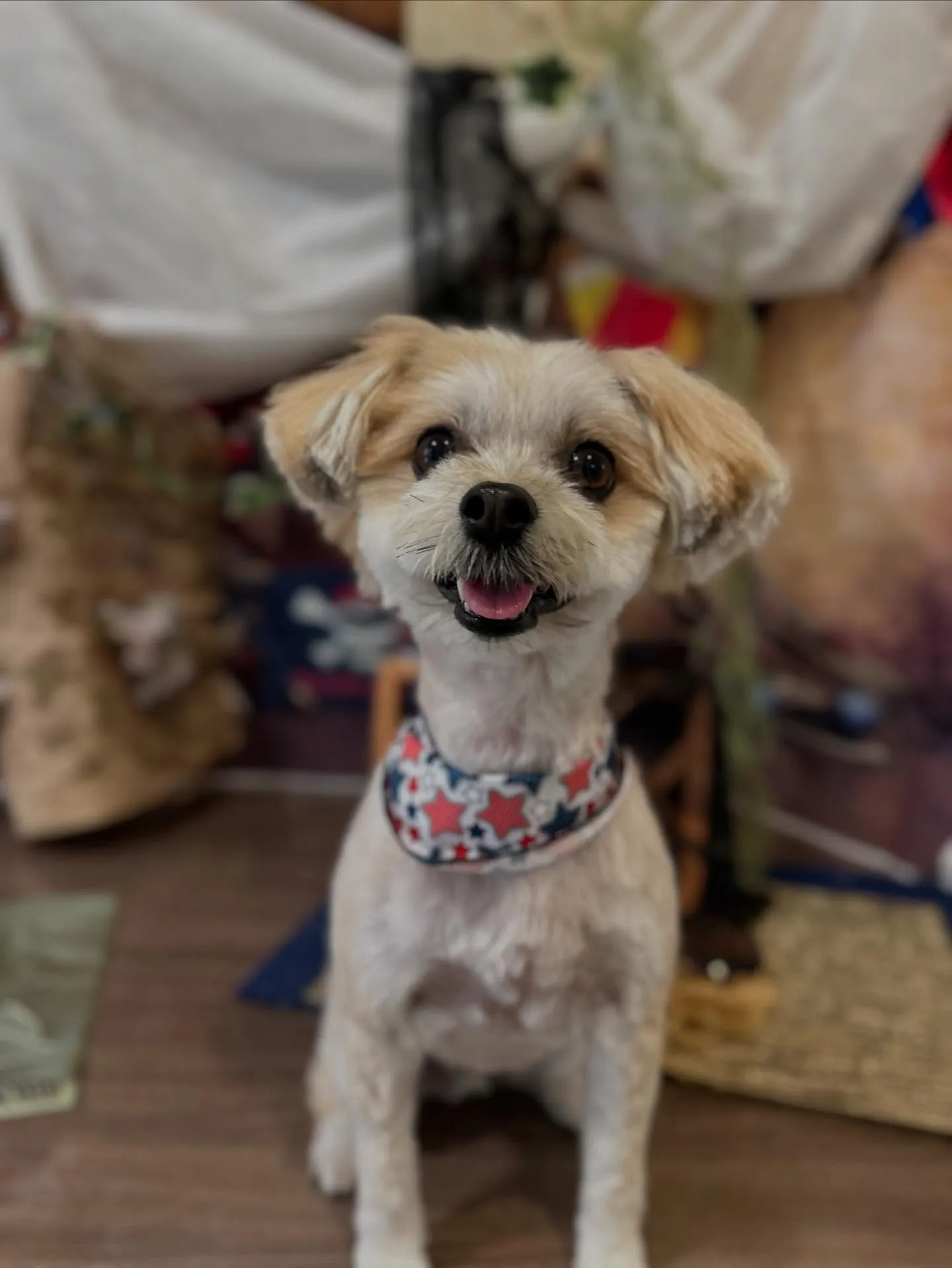 トリミングのセットメニューをご利用いただいたわんこたちです🎀