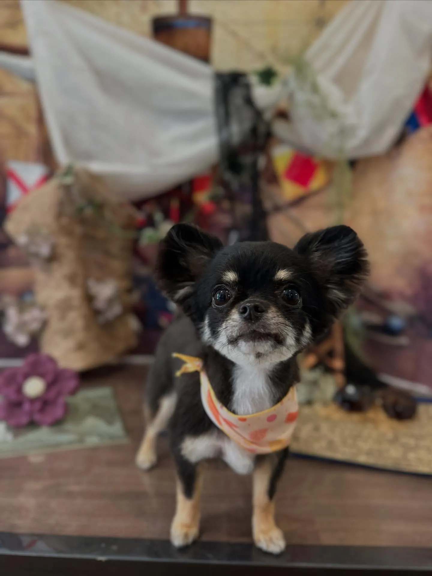 トリミングのセットメニューをご利用いただいたわんこたちです🎀