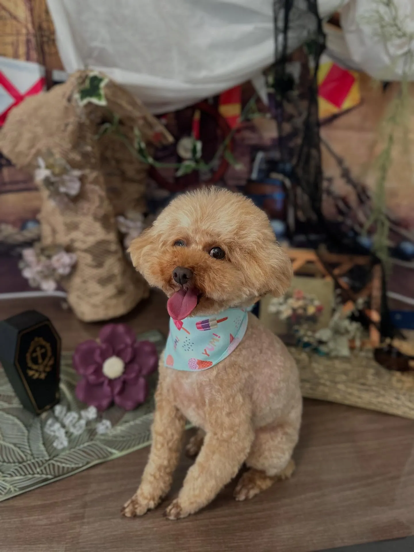 トリミングに来てくれたわんこたちです💕